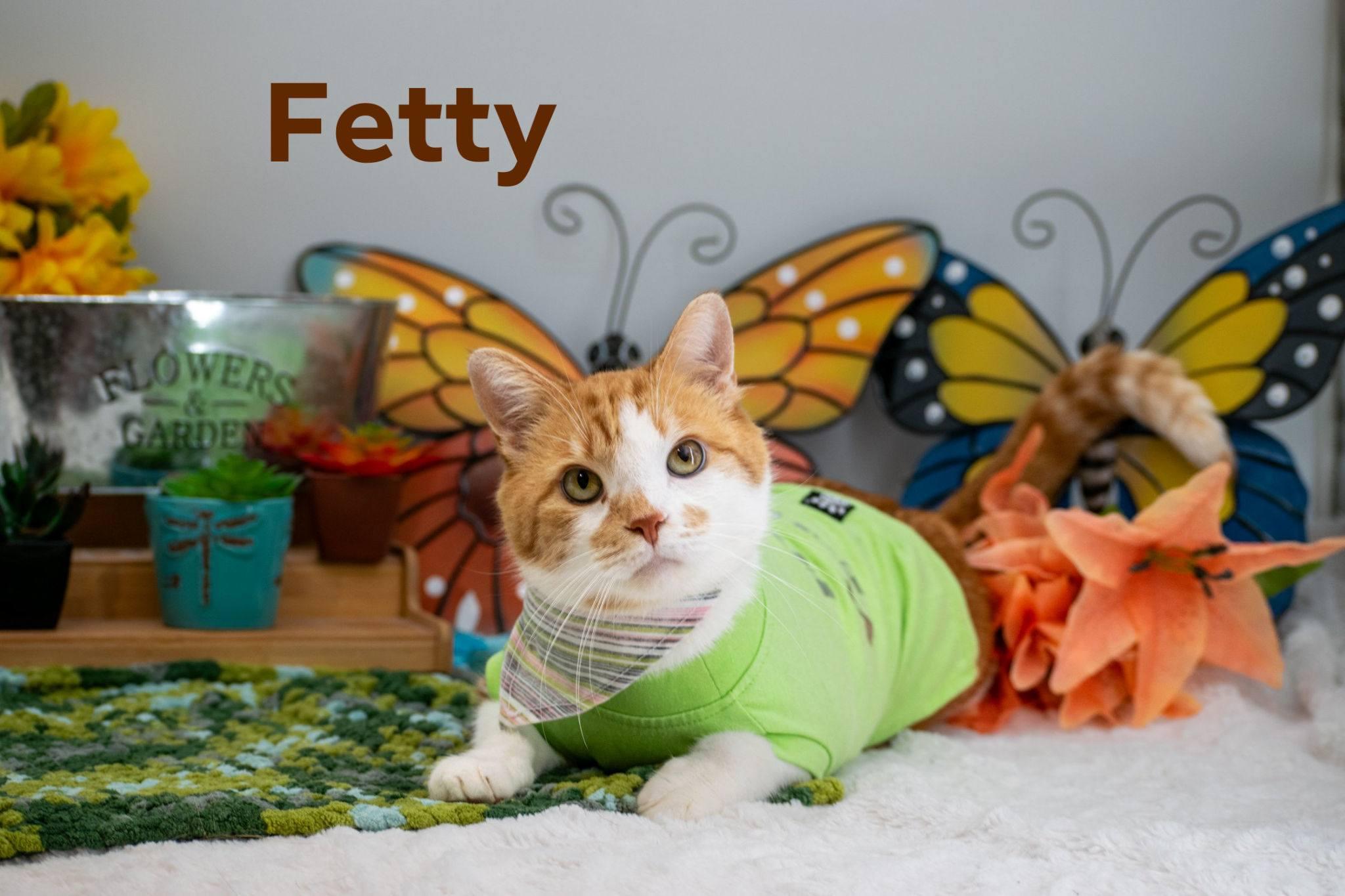 Fetty, ADOPTABLE, Adult Male Domestic Short Hair.