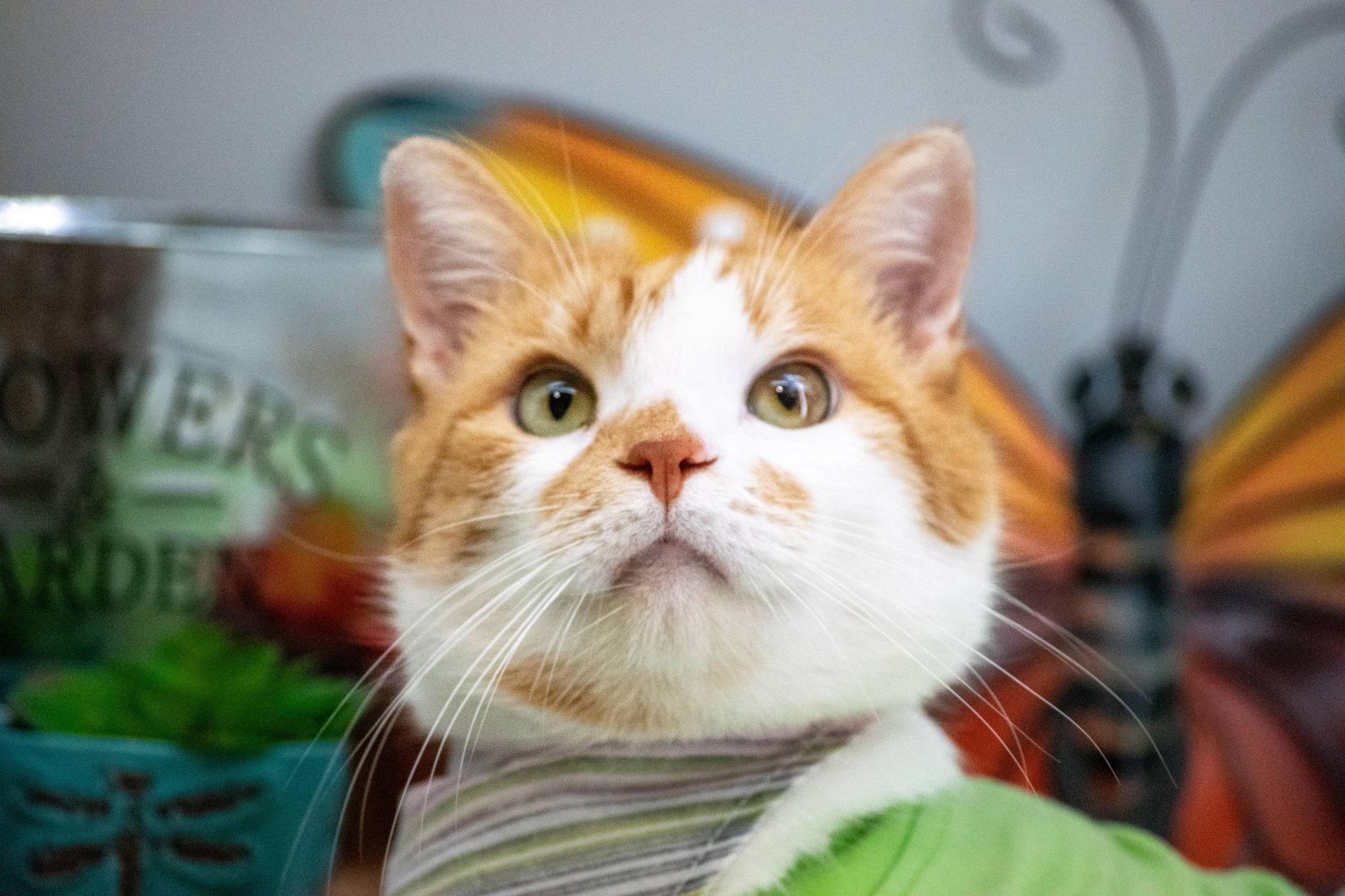 Enlarge Fetty, a ADOPTABLE Domestic Short Hair in Sevierville, TN image 3/6