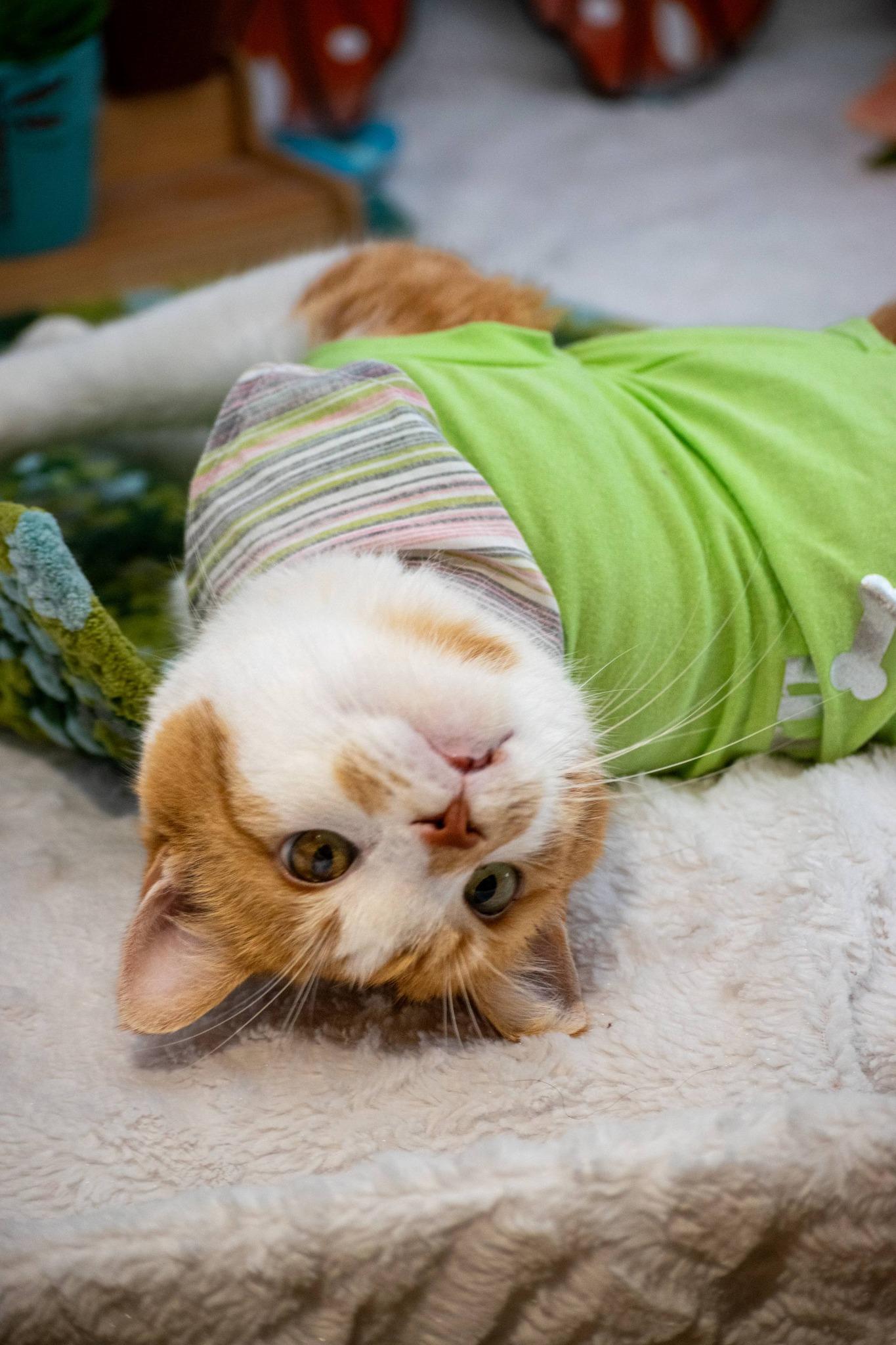 Enlarge Fetty, a ADOPTABLE Domestic Short Hair in Sevierville, TN image 2/6