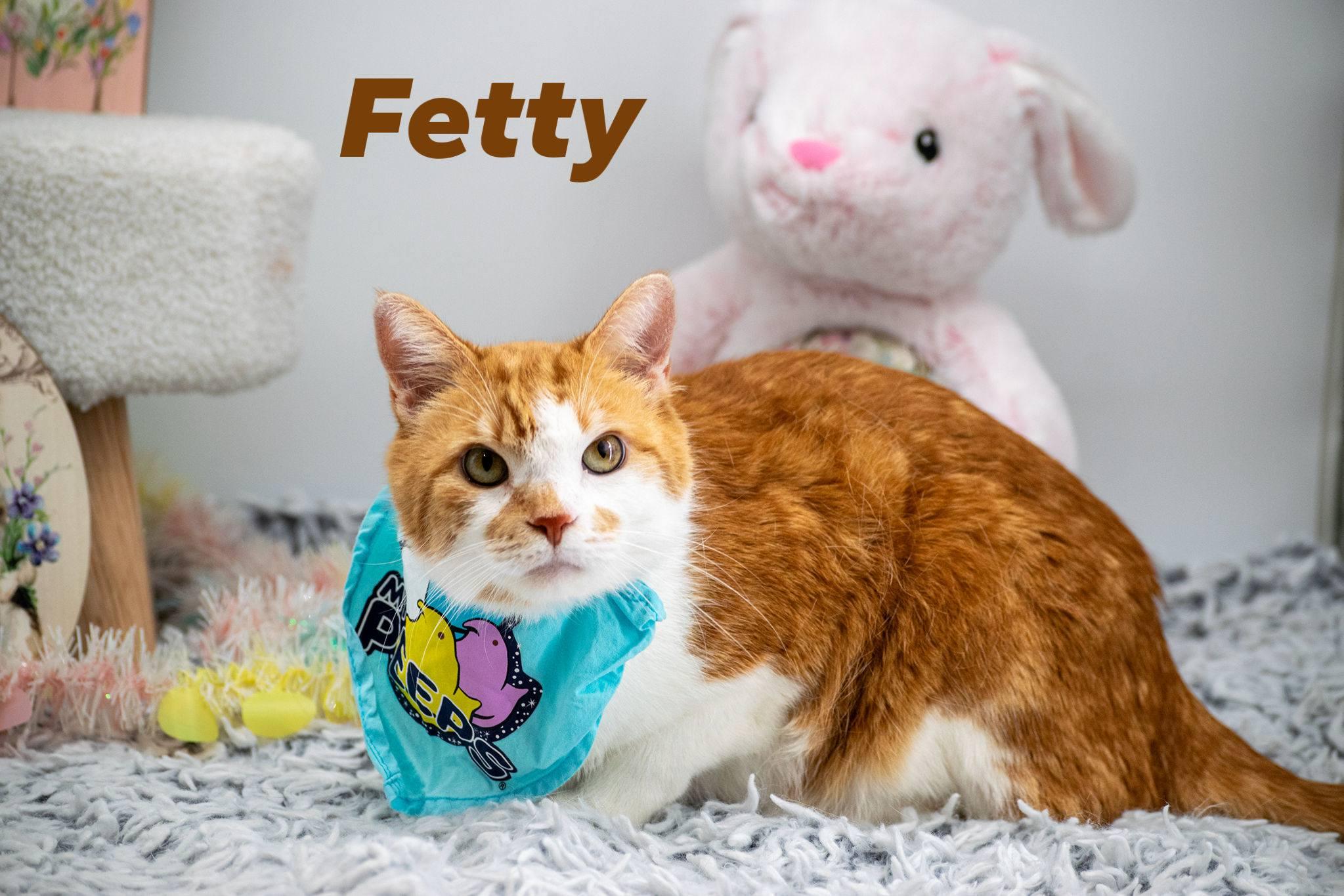 Enlarge Fetty, a ADOPTABLE Domestic Short Hair in Sevierville, TN image 1/4