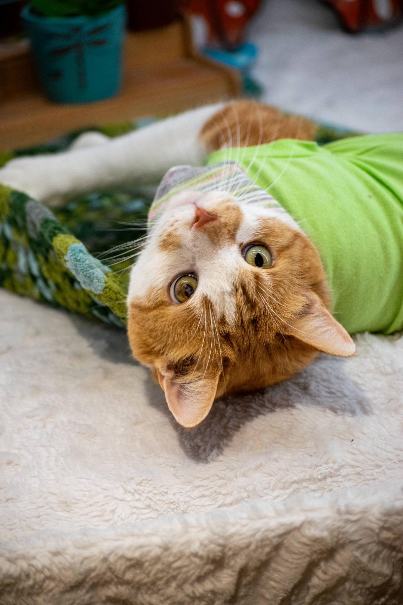 Enlarge Fetty, a ADOPTABLE Domestic Short Hair in Sevierville, TN image 5/6