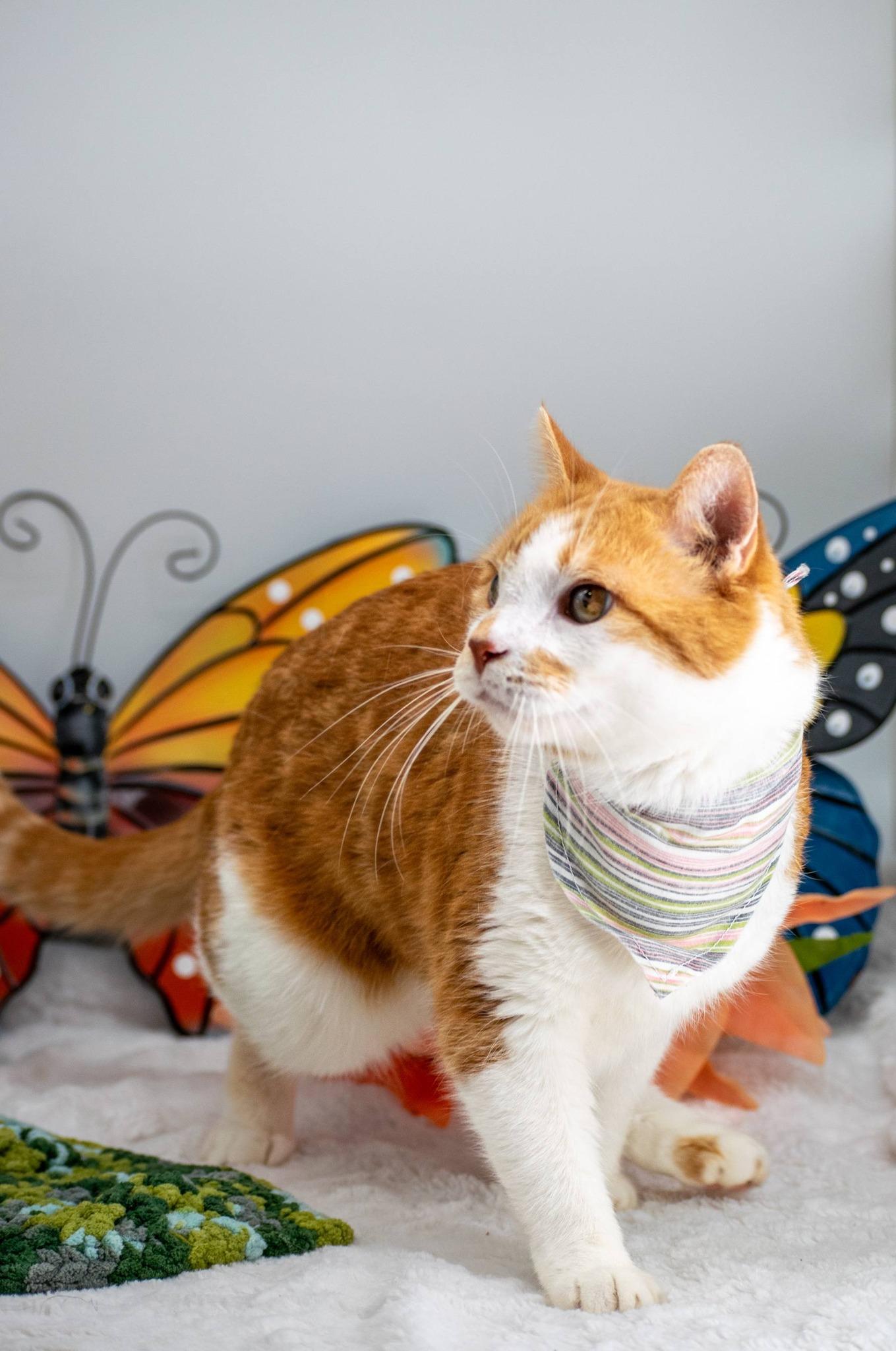 Enlarge Fetty, a ADOPTABLE Domestic Short Hair in Sevierville, TN image 6/6