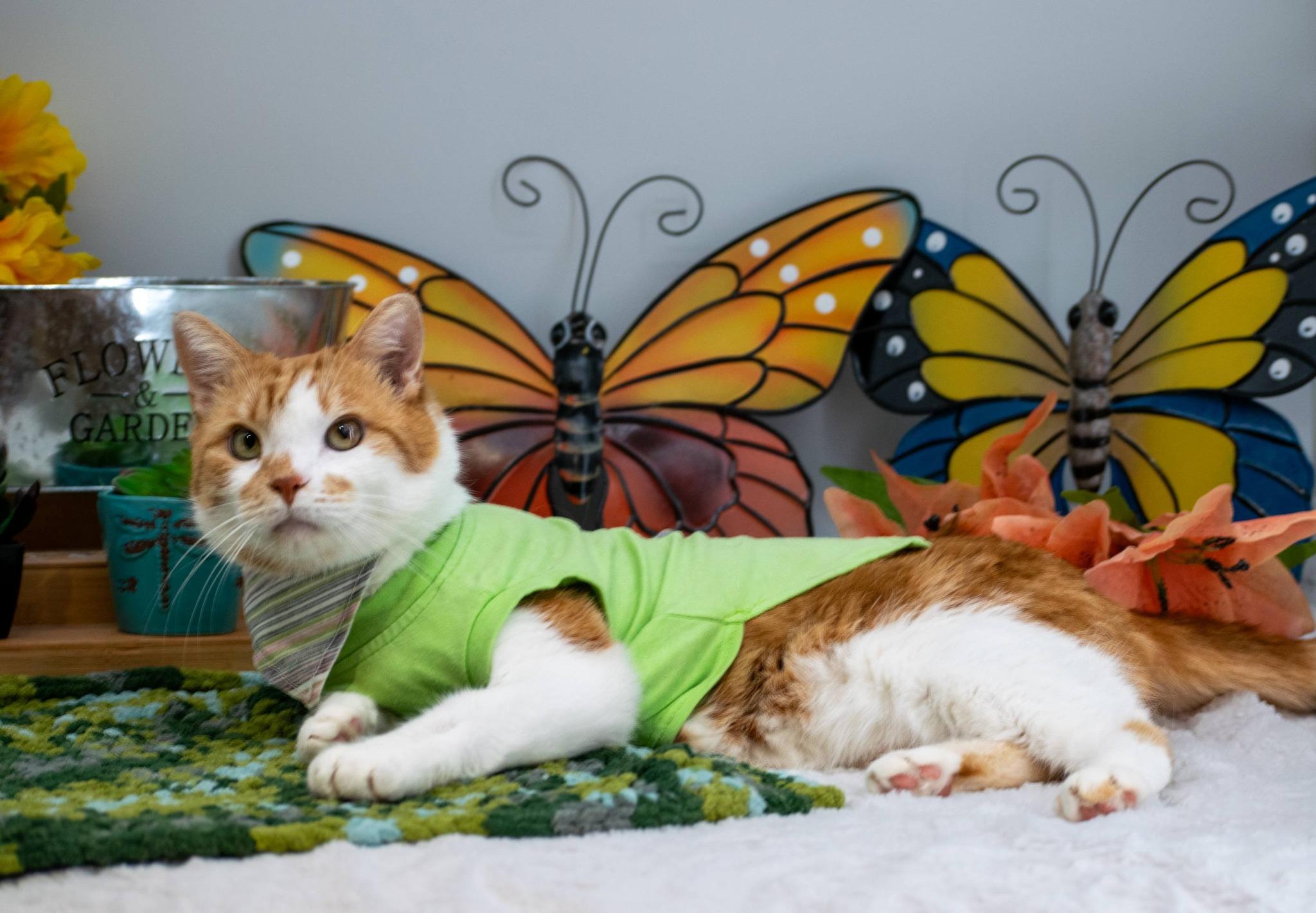 Enlarge Fetty, a ADOPTABLE Domestic Short Hair in Sevierville, TN image 4/6