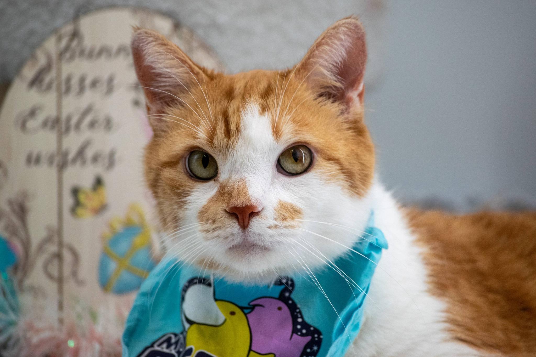 Enlarge Fetty, a ADOPTABLE Domestic Short Hair in Sevierville, TN image 2/4