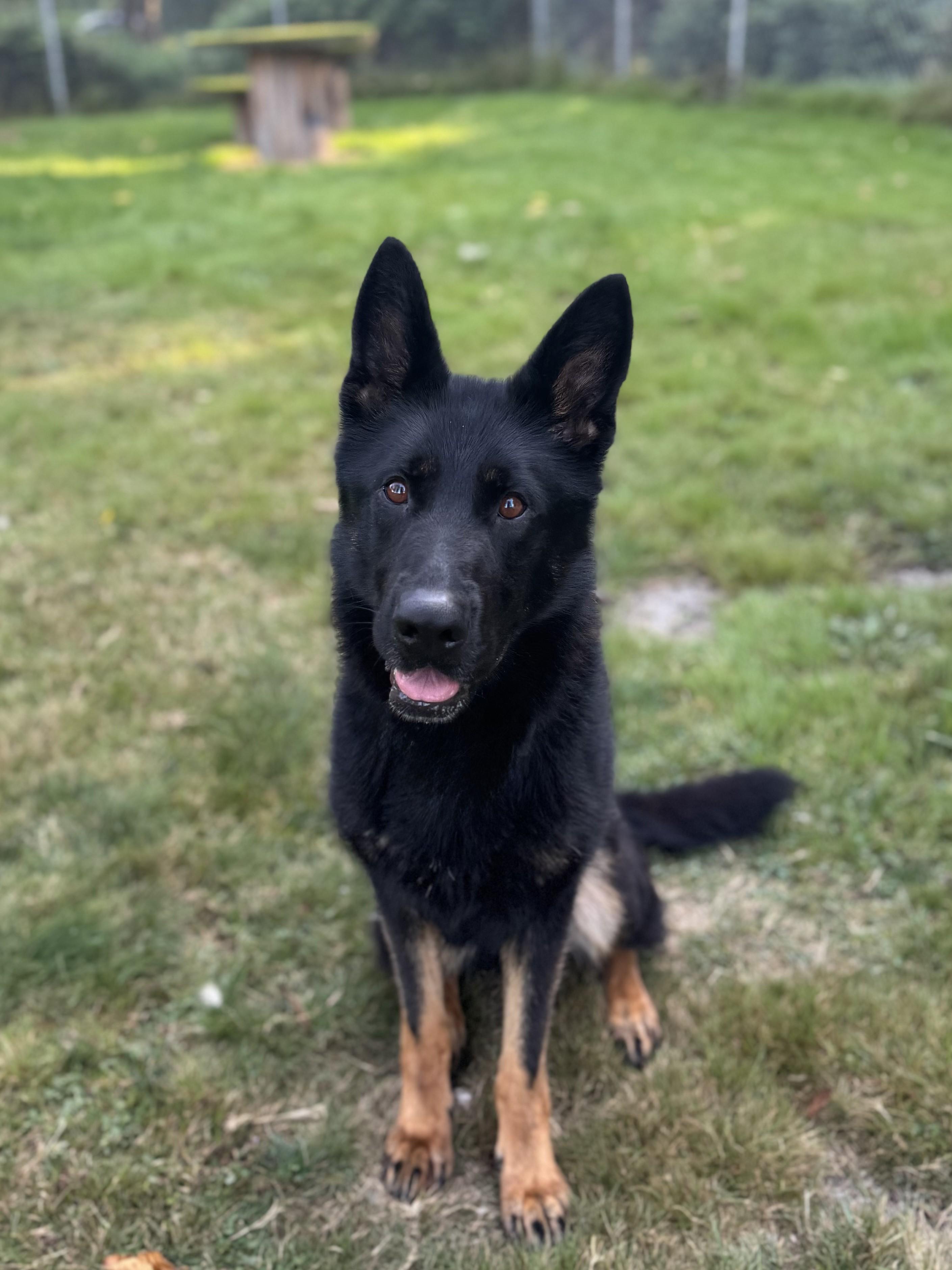 Enlarge Tootsie #39090 (1 Years Old) , a Adoptable German Shepherd Dog in Langley, BC image 3/6