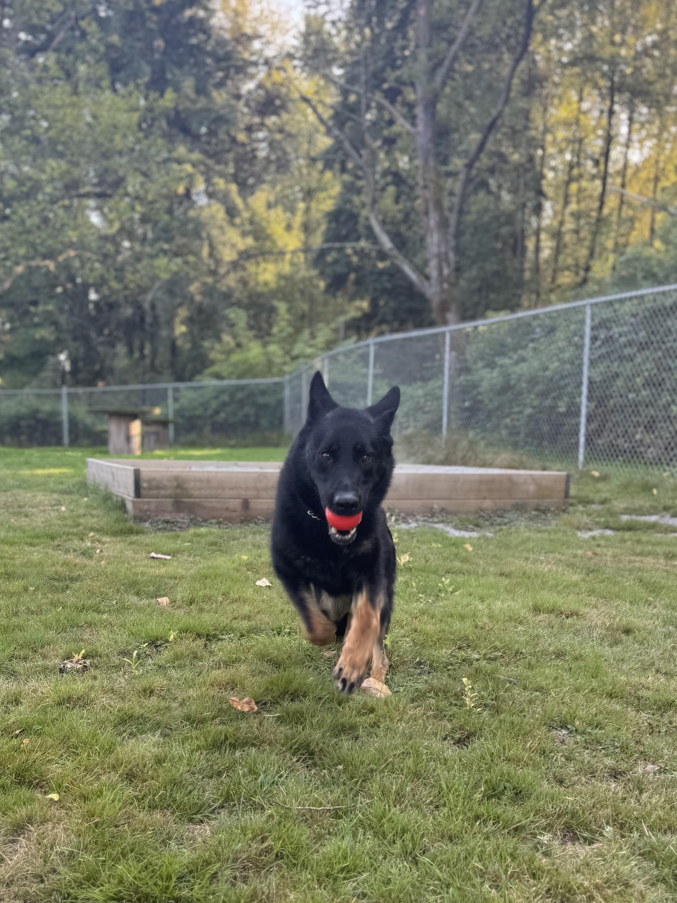 Enlarge Tootsie #39090 (1 Years Old) , a Adoptable German Shepherd Dog in Langley, BC image 6/6