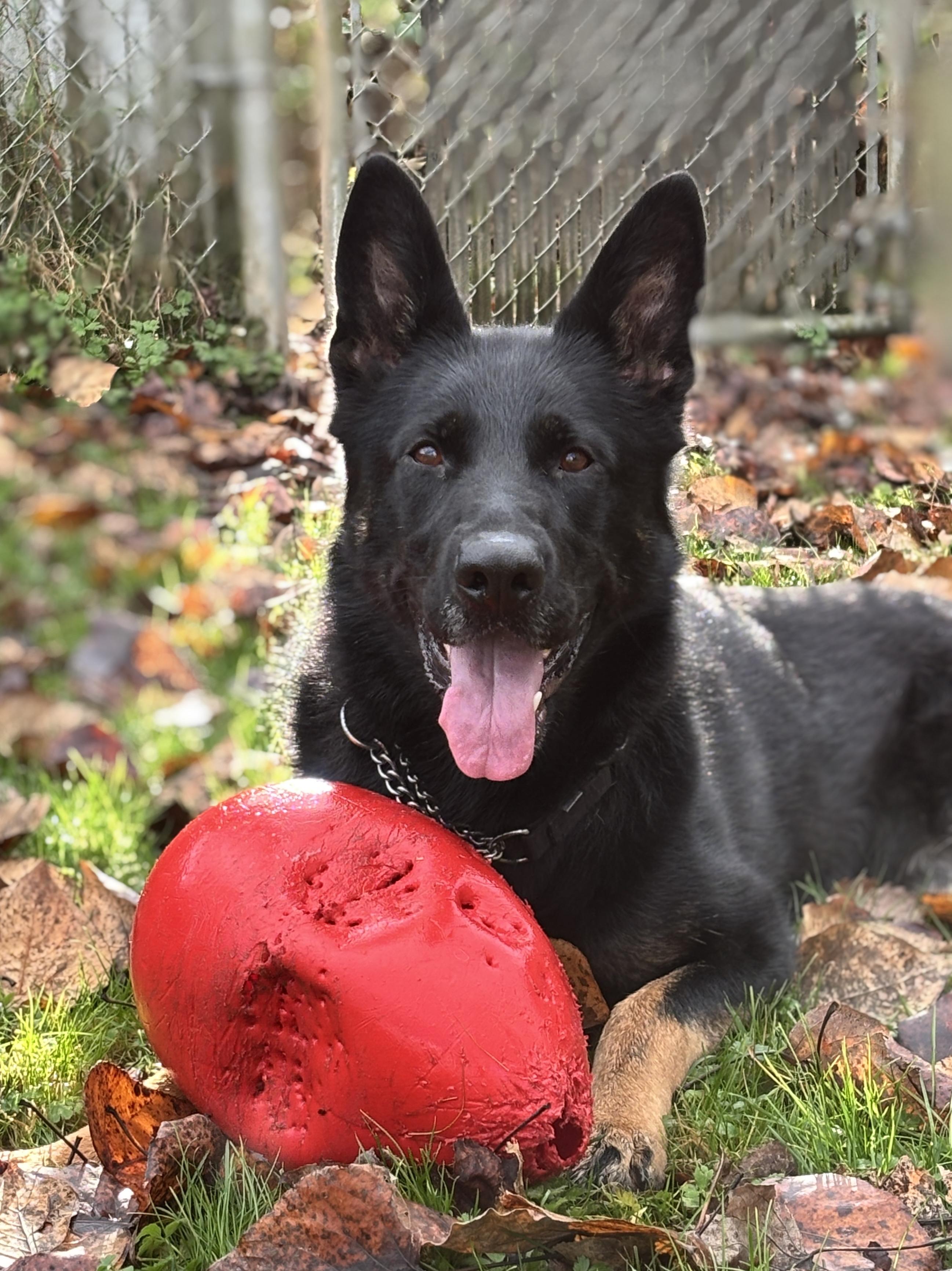 Enlarge Tootsie #39090 (1 Years Old) , a Adoptable German Shepherd Dog in Langley, BC image 2/6
