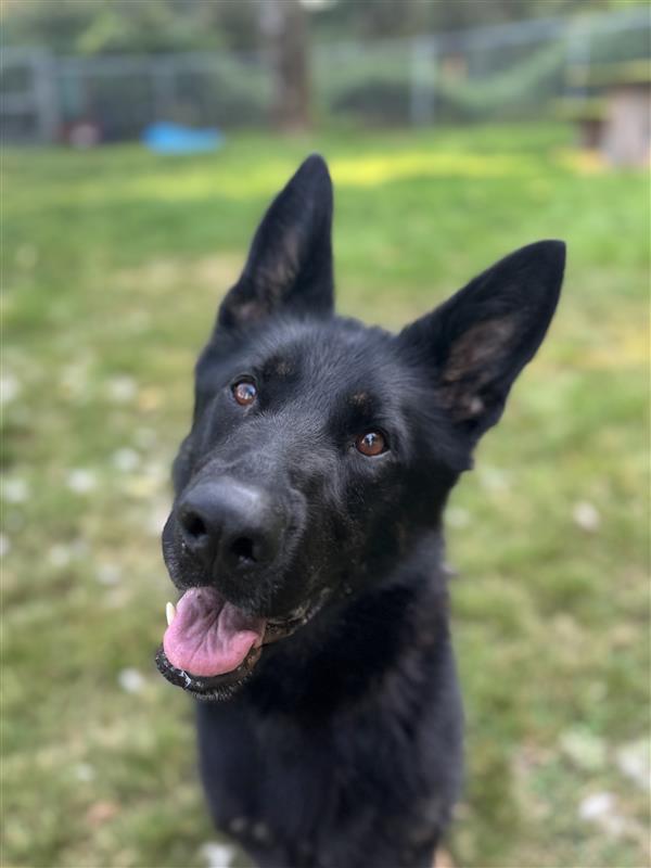 Tootsie #39090 (1 Years Old) , Adoptable, Young Female German Shepherd Dog.