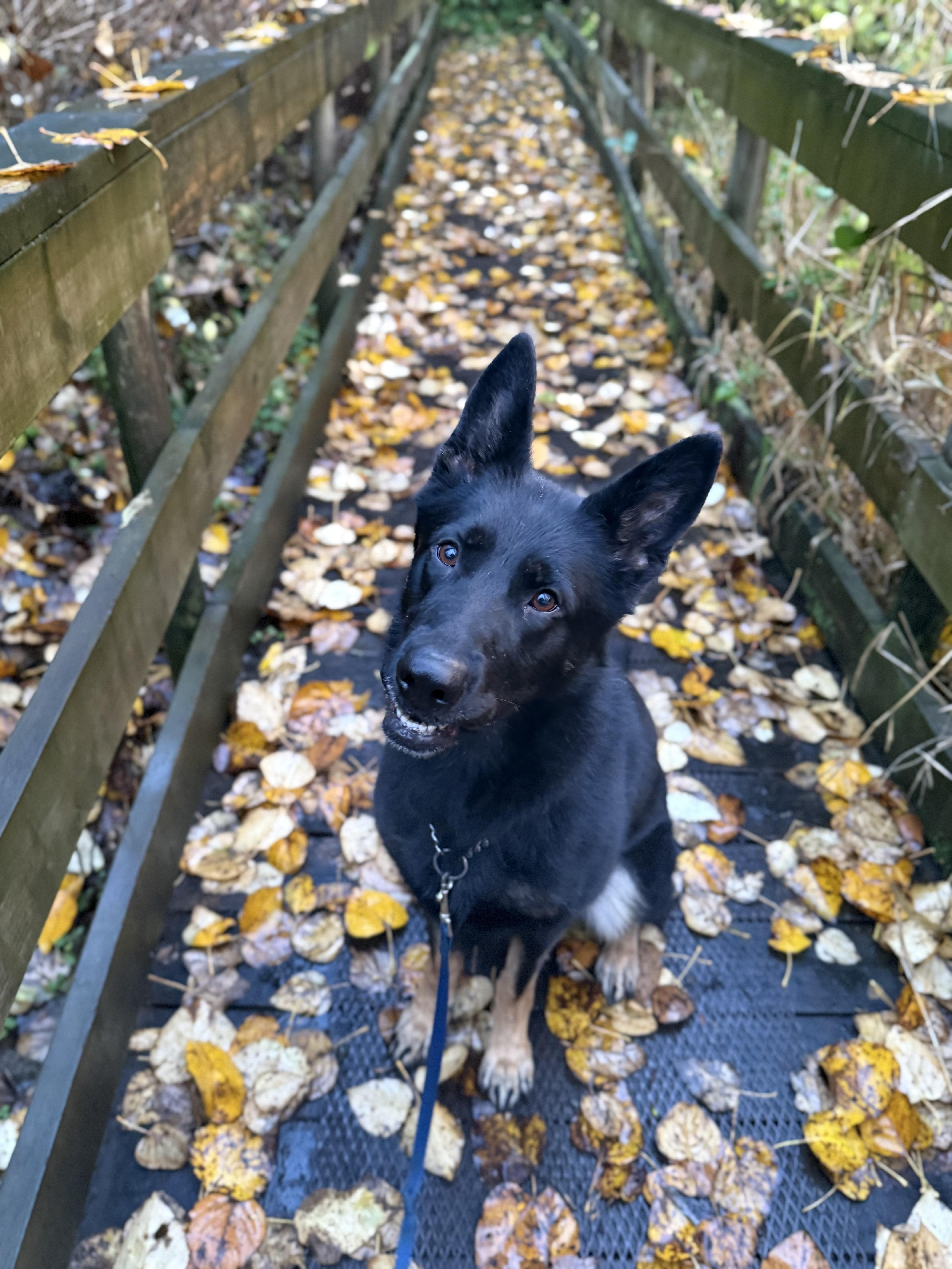 Enlarge Tootsie #39090 (1 Years Old) , a Adoptable German Shepherd Dog in Langley, BC image 4/6