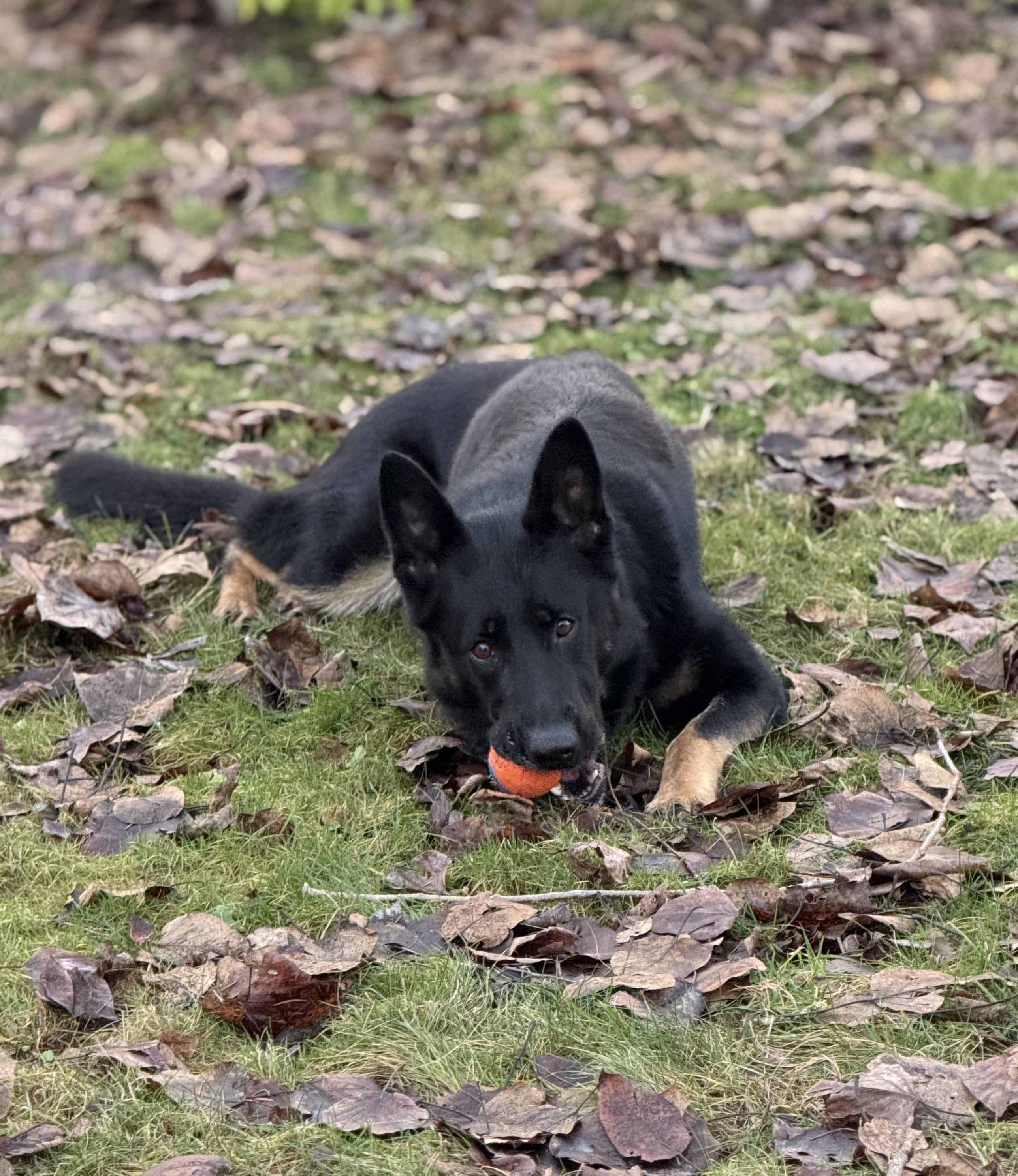 Enlarge Tootsie #39090 (1 Years Old) , a Adoptable German Shepherd Dog in Langley, BC image 5/6