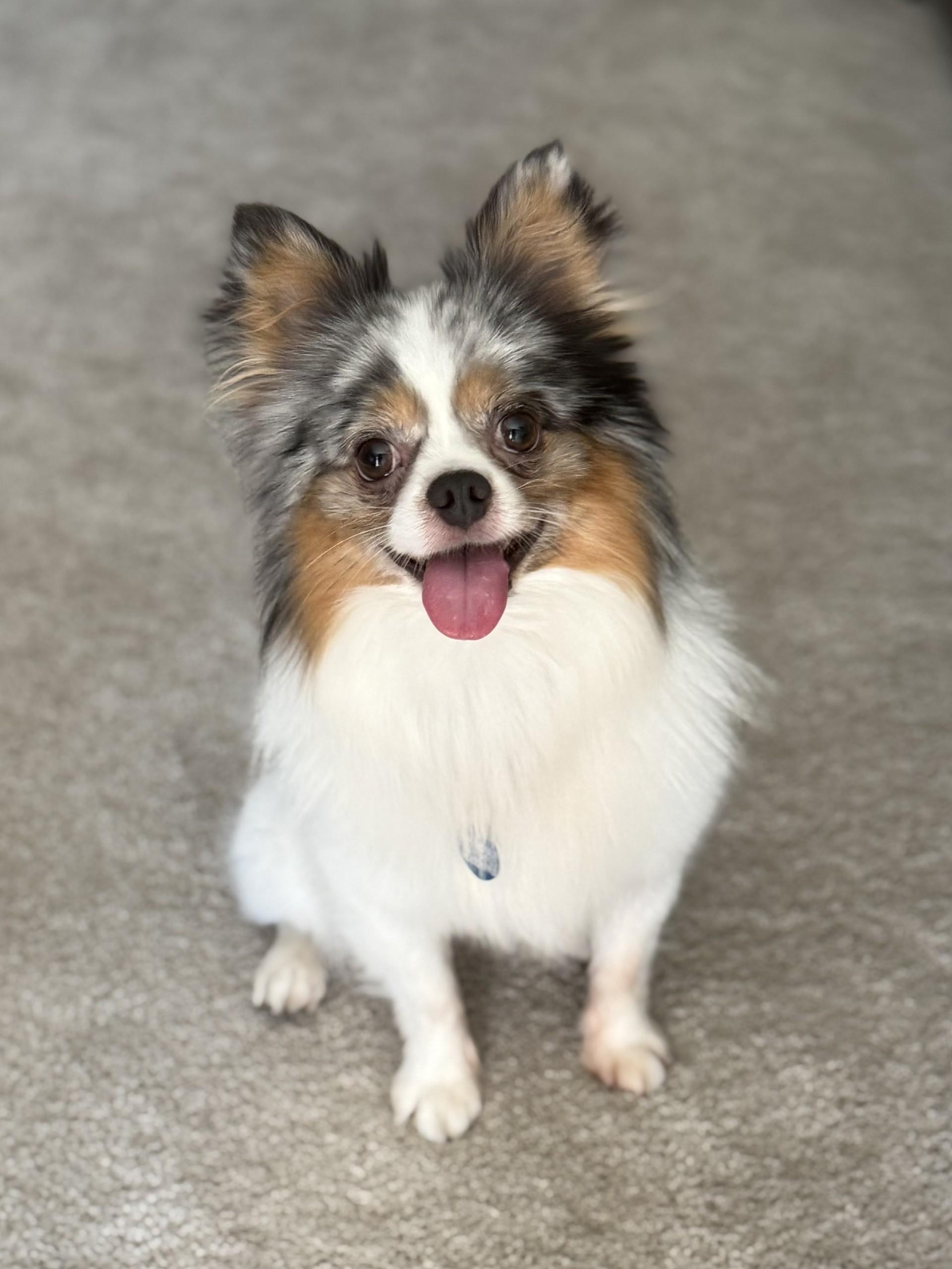 Ralphie, an adopted mixed breed in Los Alamitos, CA image 5/6