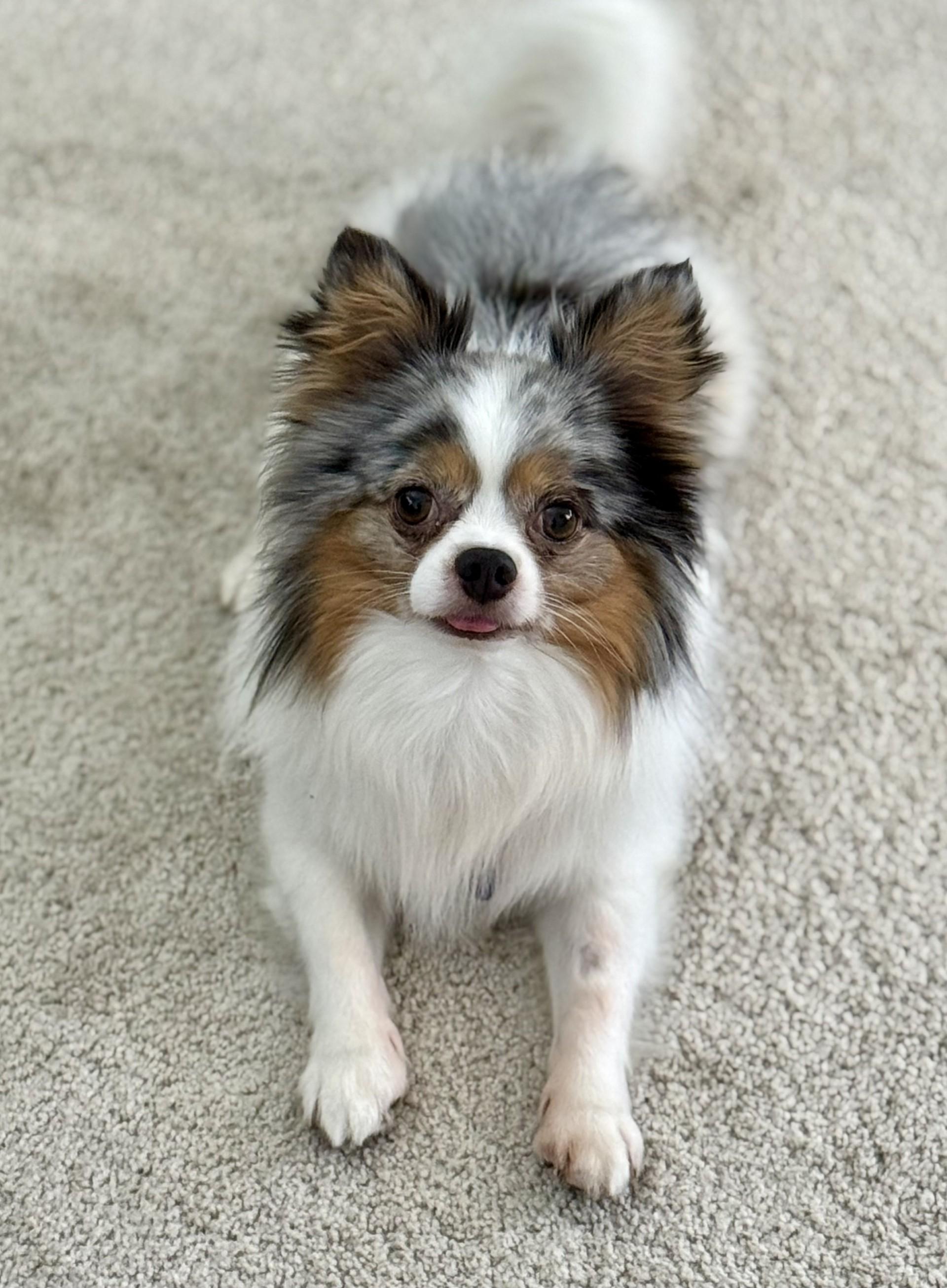 Ralphie, an adopted mixed breed in Los Alamitos, CA image 6/6