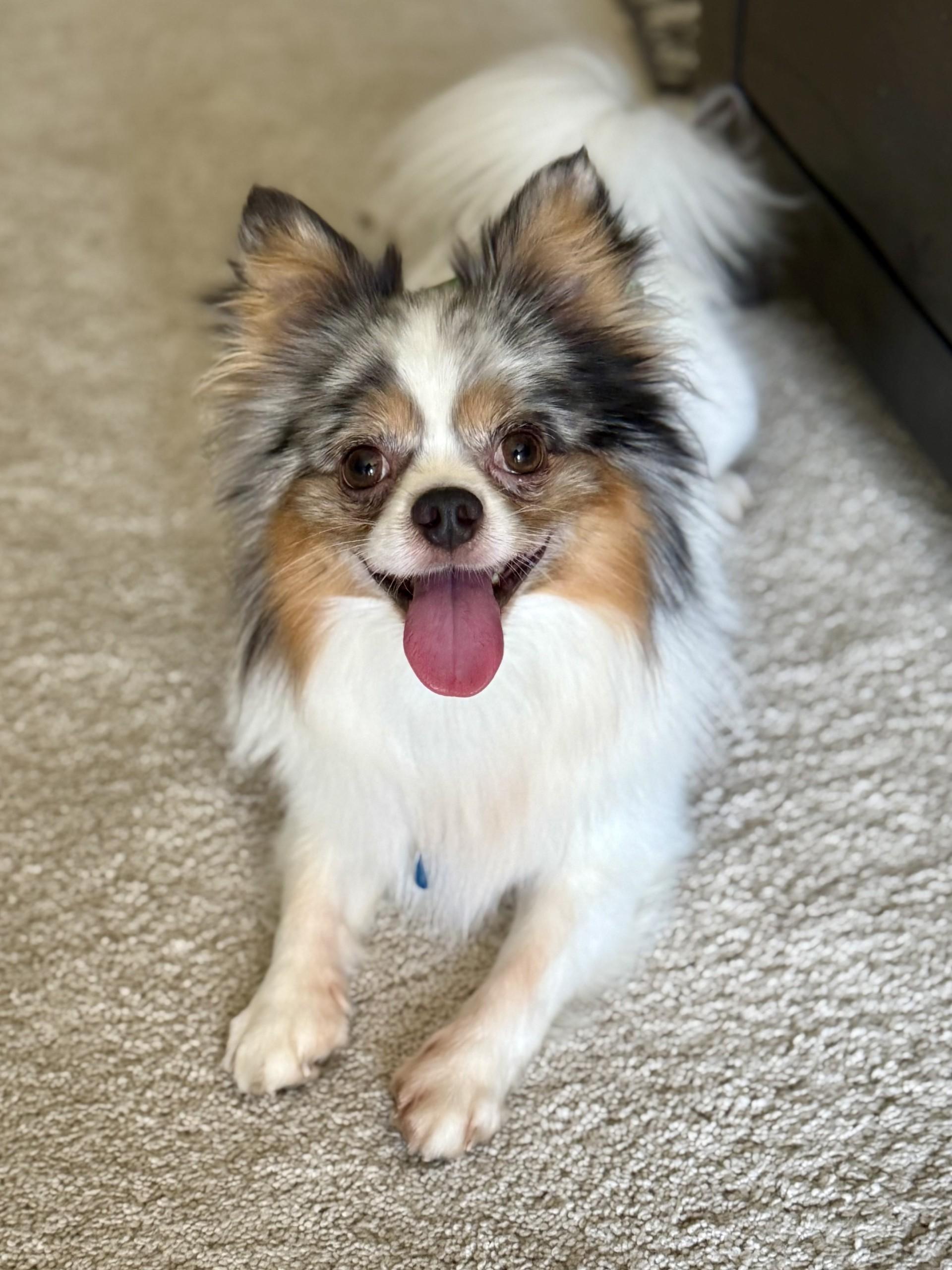 Ralphie, an adopted mixed breed in Los Alamitos, CA image 4/6