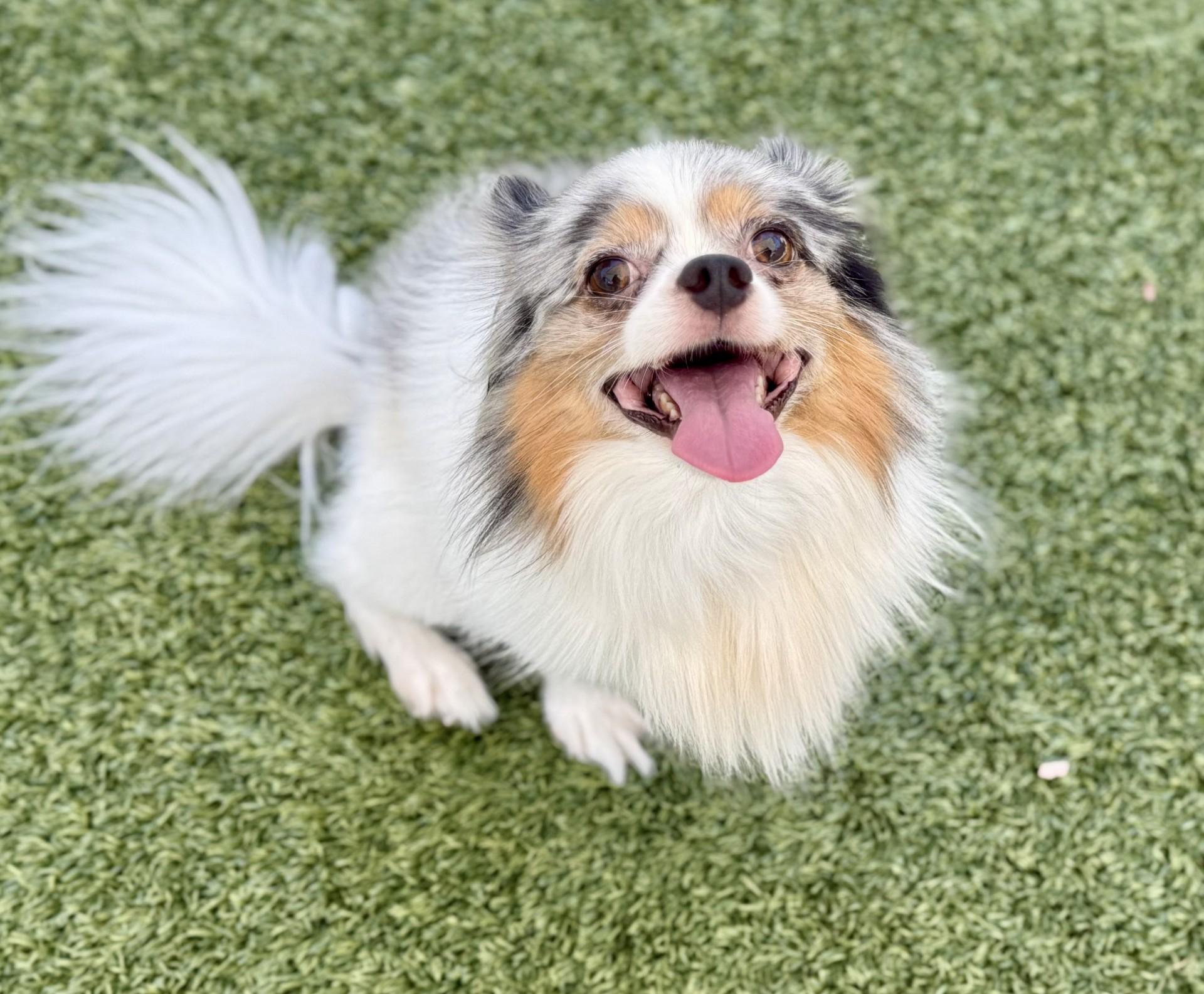 Ralphie, an adopted mixed breed in Los Alamitos, CA image 2/6