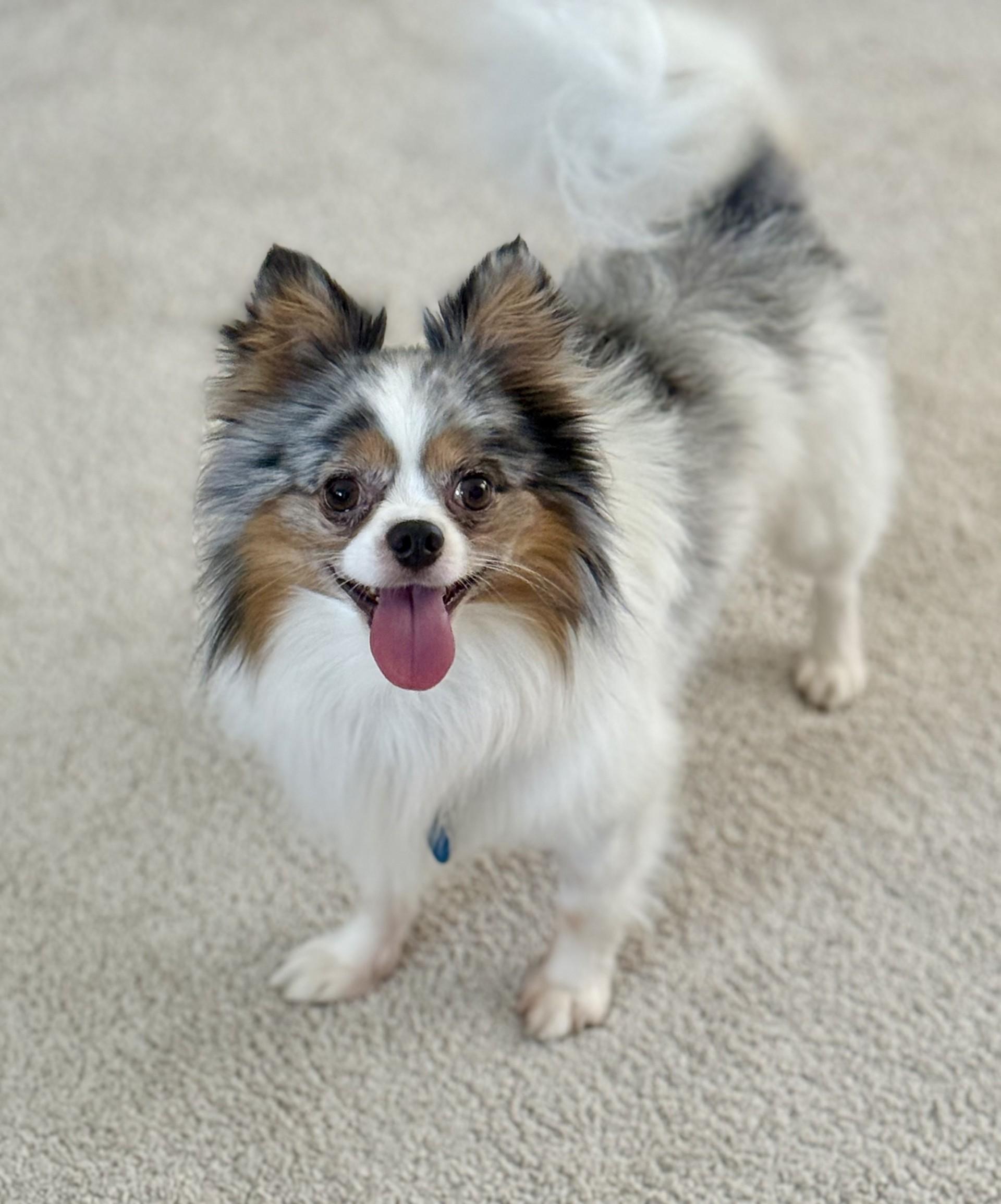 Ralphie, an adopted mixed breed in Los Alamitos, CA image 3/6