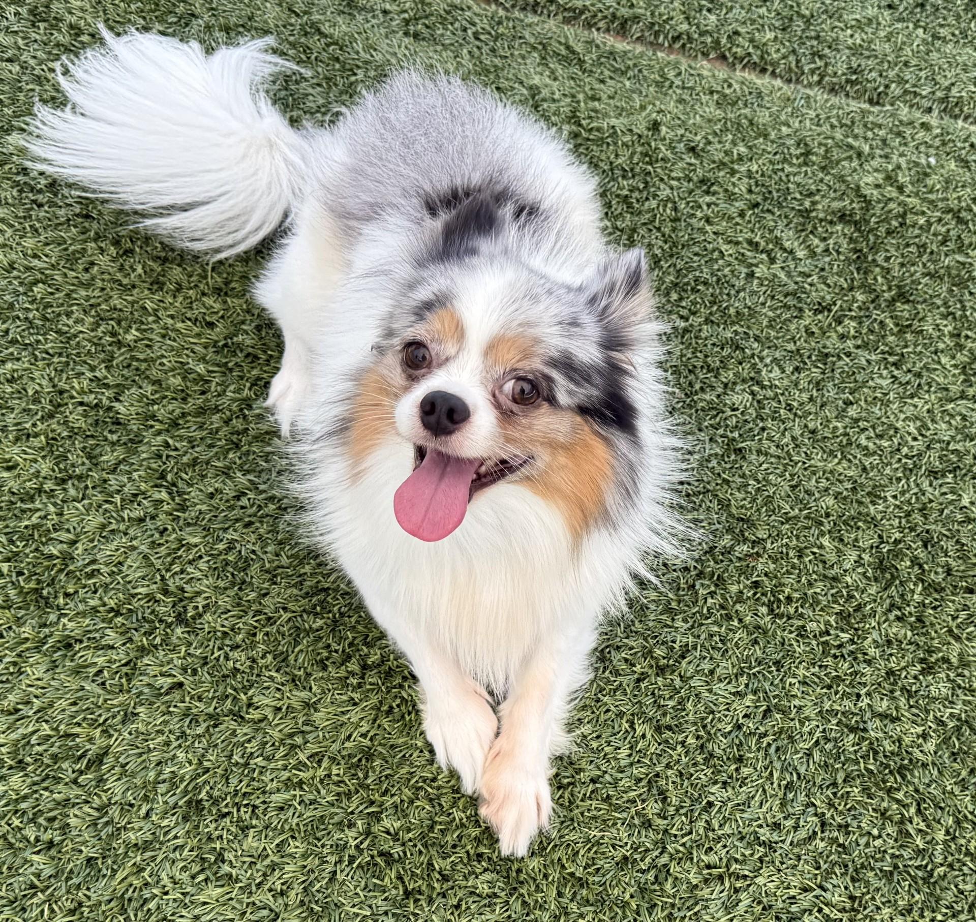 Ralphie, adopted, Young Male Pomeranian & Chihuahua.