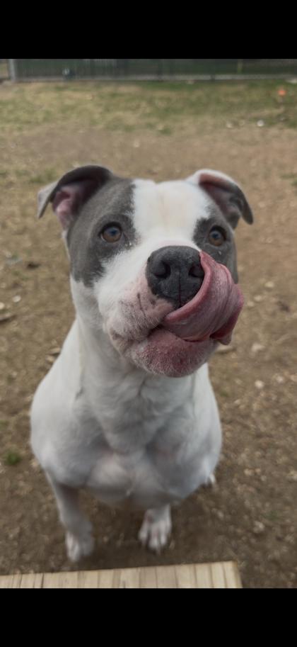 Enlarge Duke, a Adoptable mixed breed in San Marcos, TX image 1/3