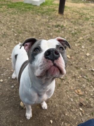 Enlarge Duke, a Adoptable mixed breed in San Marcos, TX image 2/3