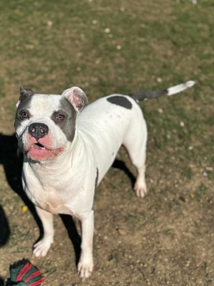 Enlarge Duke, a Adoptable mixed breed in San Marcos, TX image 3/3