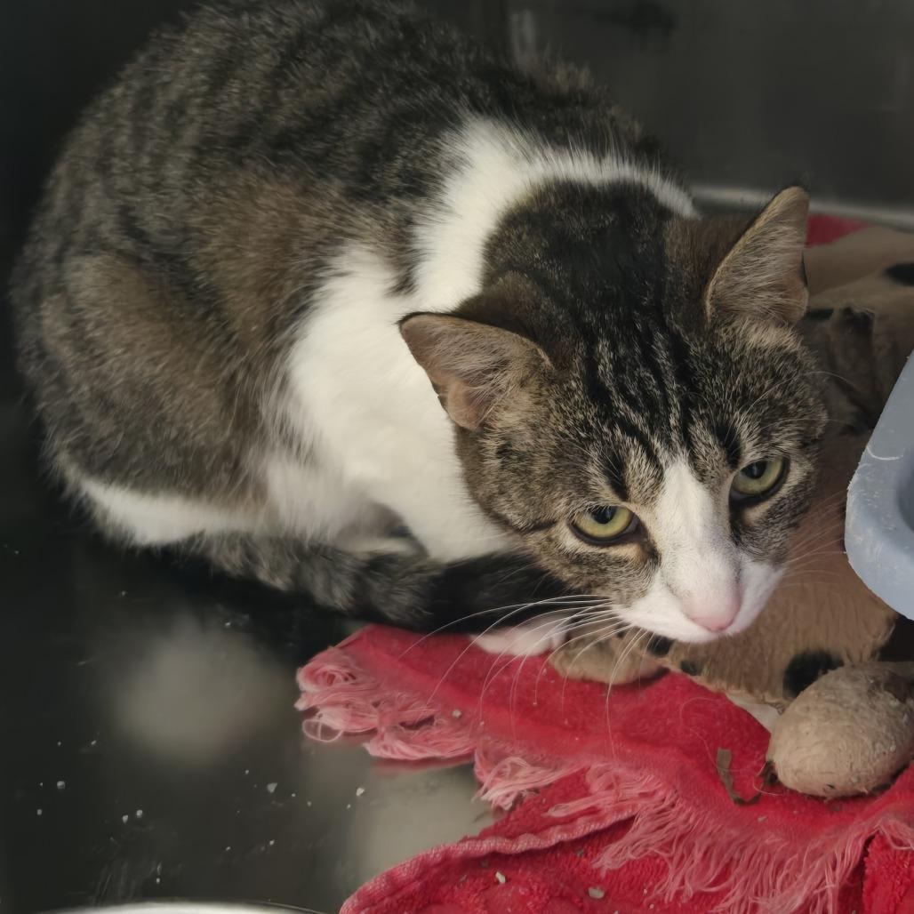 Kippy 26-045, Adoptable, Young Female Domestic Short Hair.