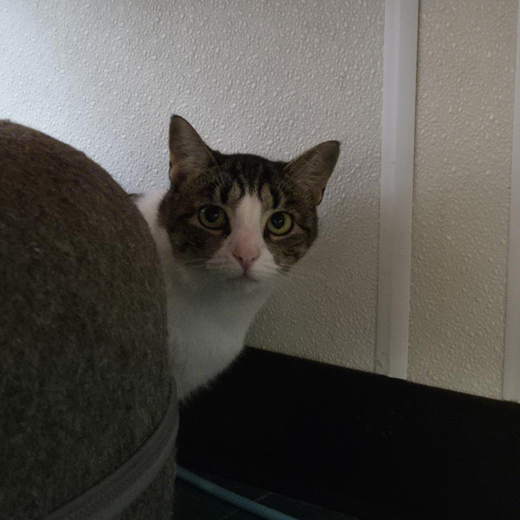 Enlarge Kippy 26-045, a Adoptable Domestic Short Hair in Tawas City, MI image 2/2