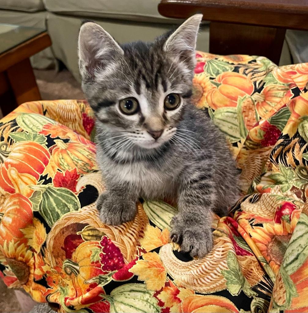 Pepper, Adoptable, Young Male Domestic Short Hair.