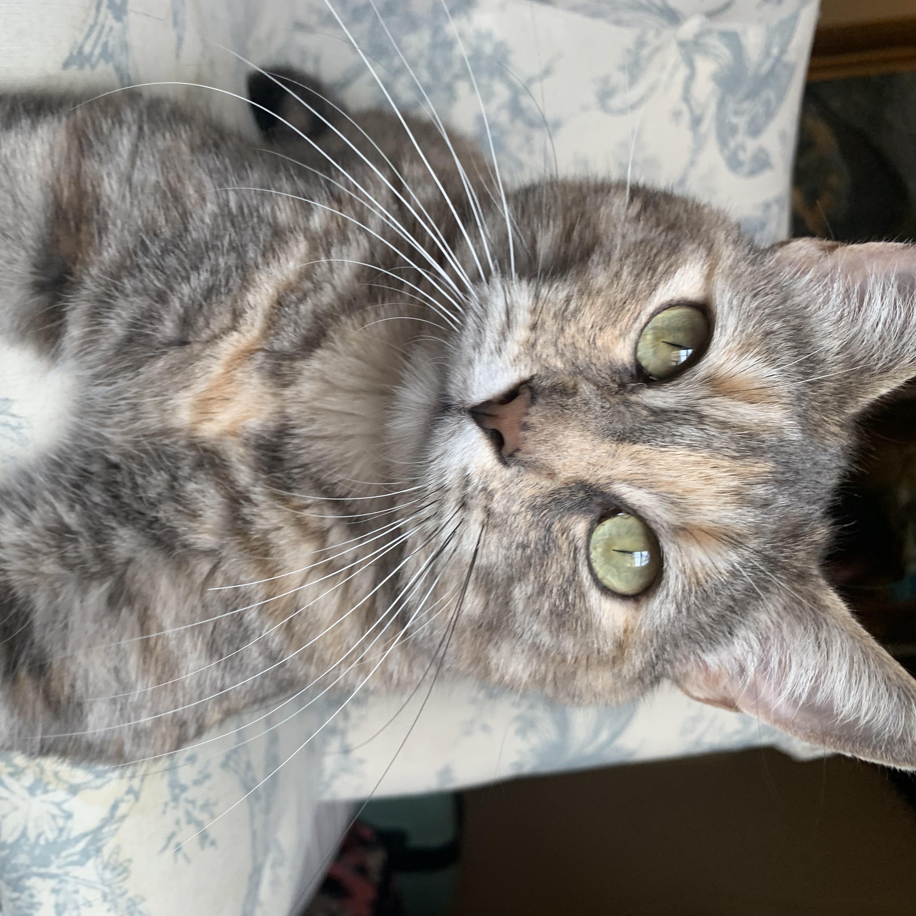 Enlarge Sweet Baby Maple, a Adopted Dilute Calico in North Little Rock, AR image 3/6