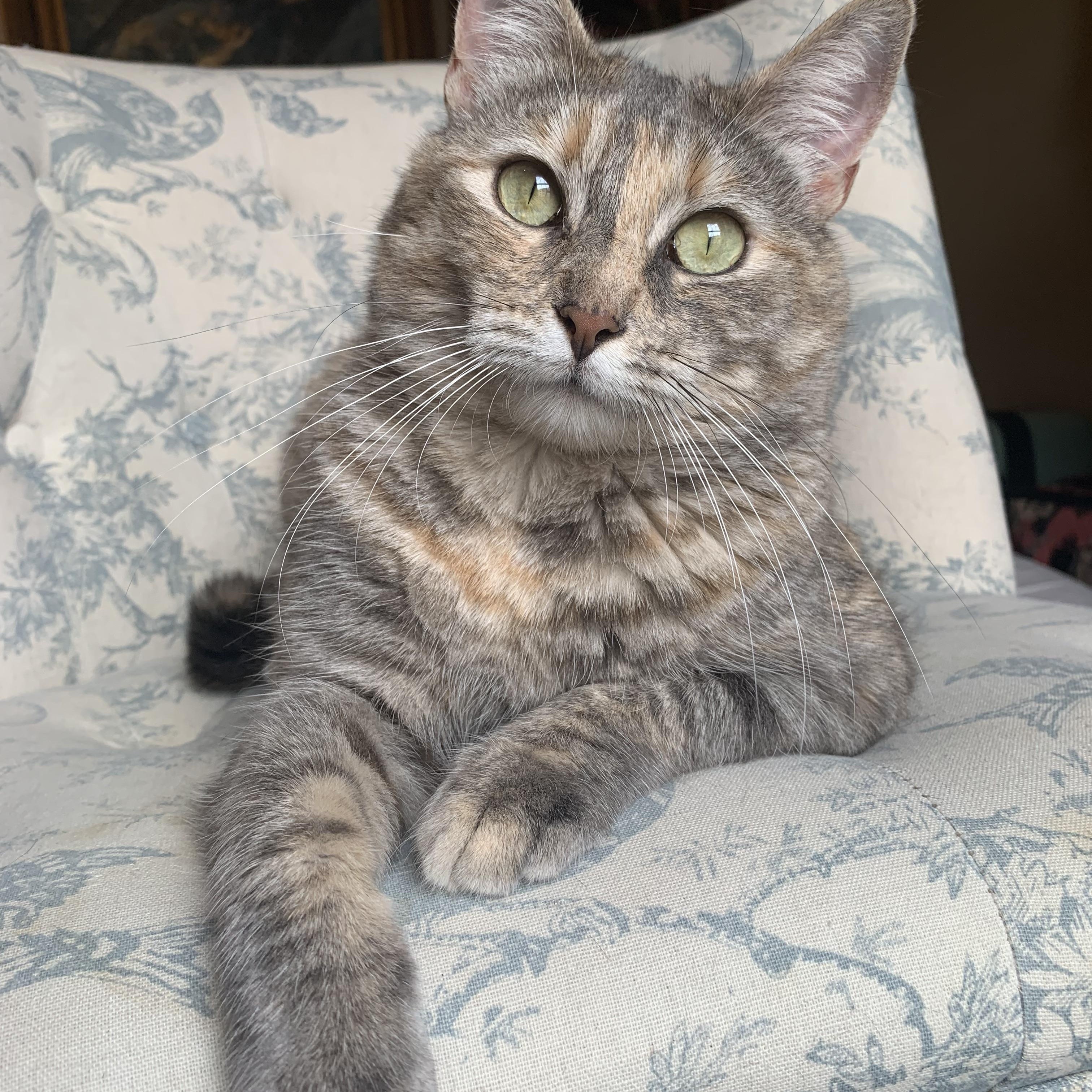 Sweet Baby Maple, Adopted, Young Female Dilute Calico.
