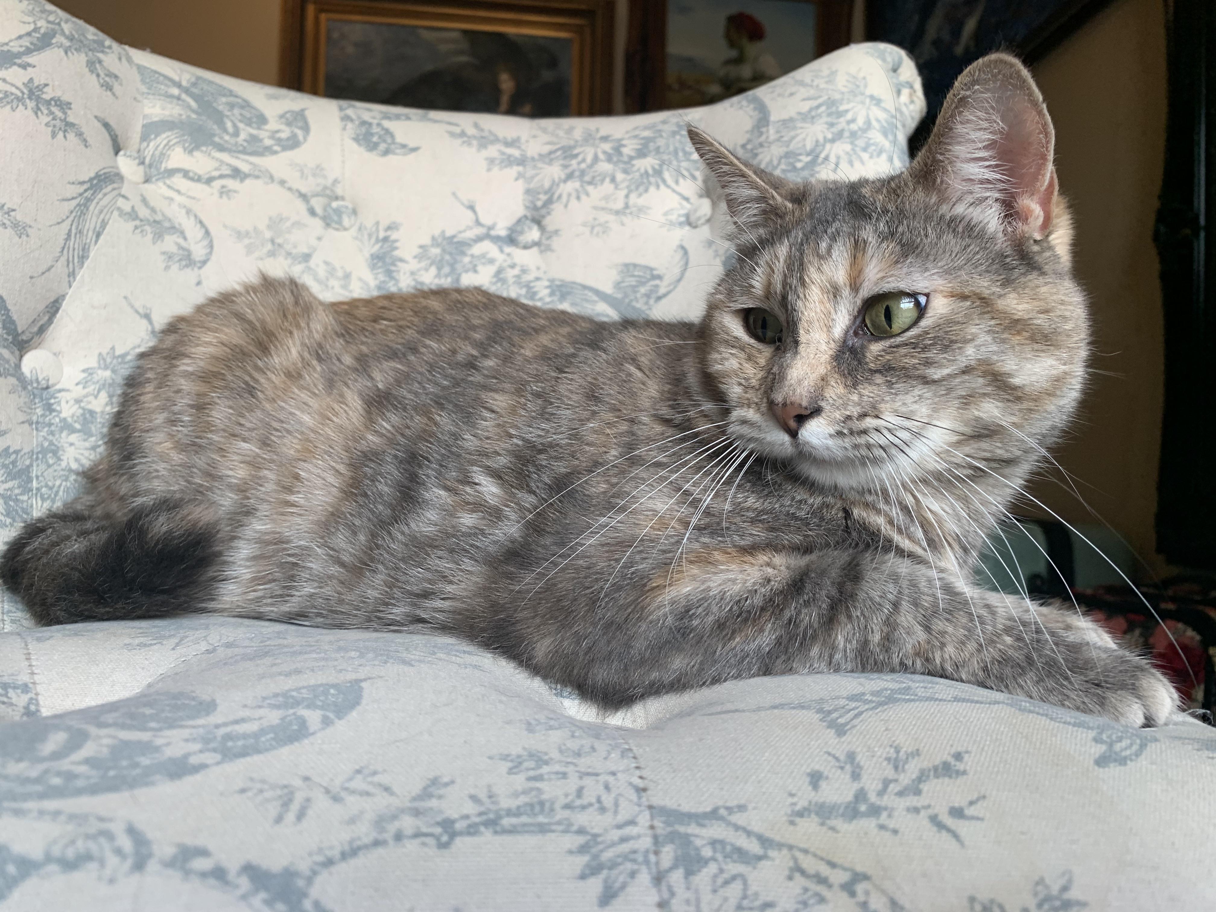 Sweet Baby Maple, Adopted, Young Female Dilute Calico.