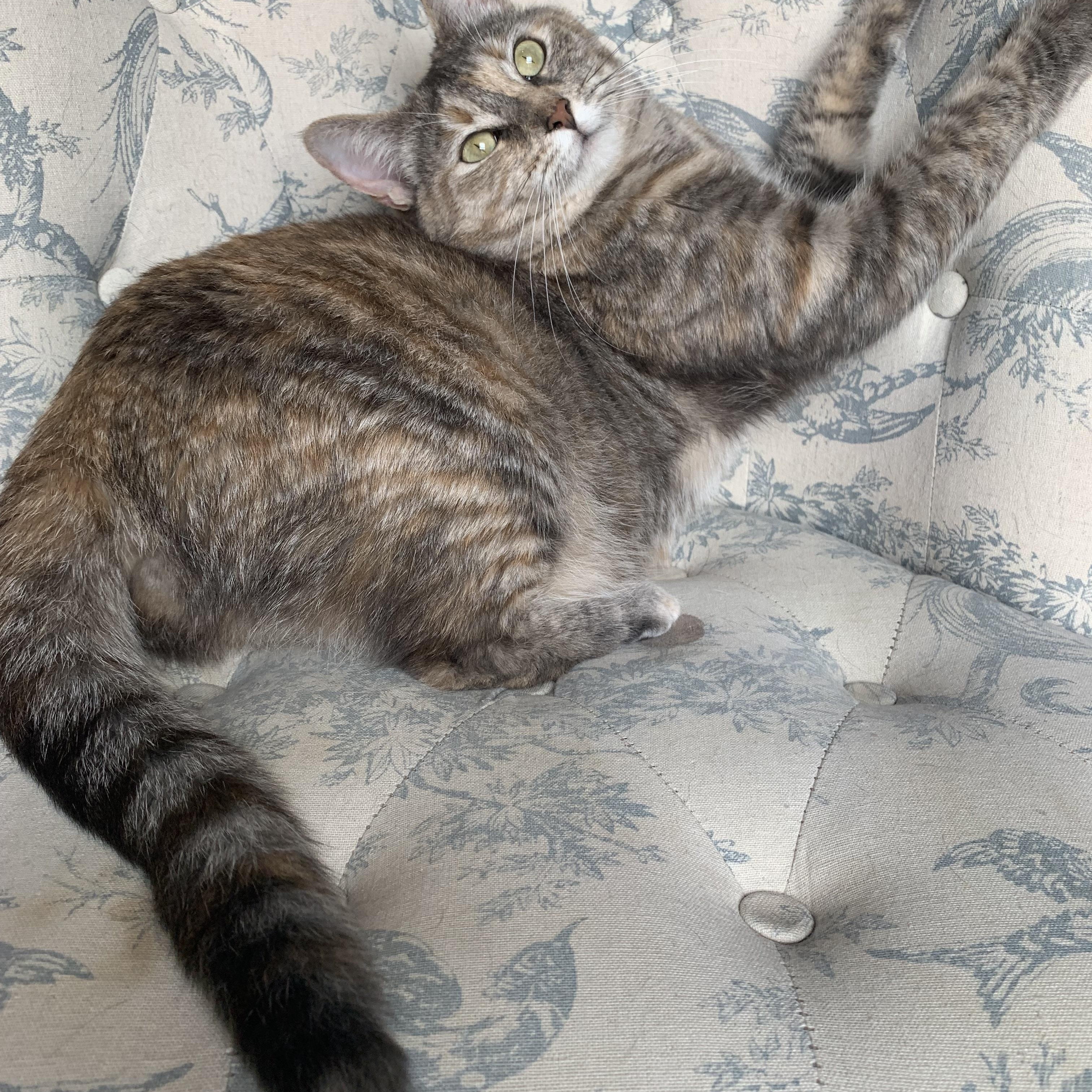 Enlarge Sweet Baby Maple, a Adopted Dilute Calico in North Little Rock, AR image 4/6