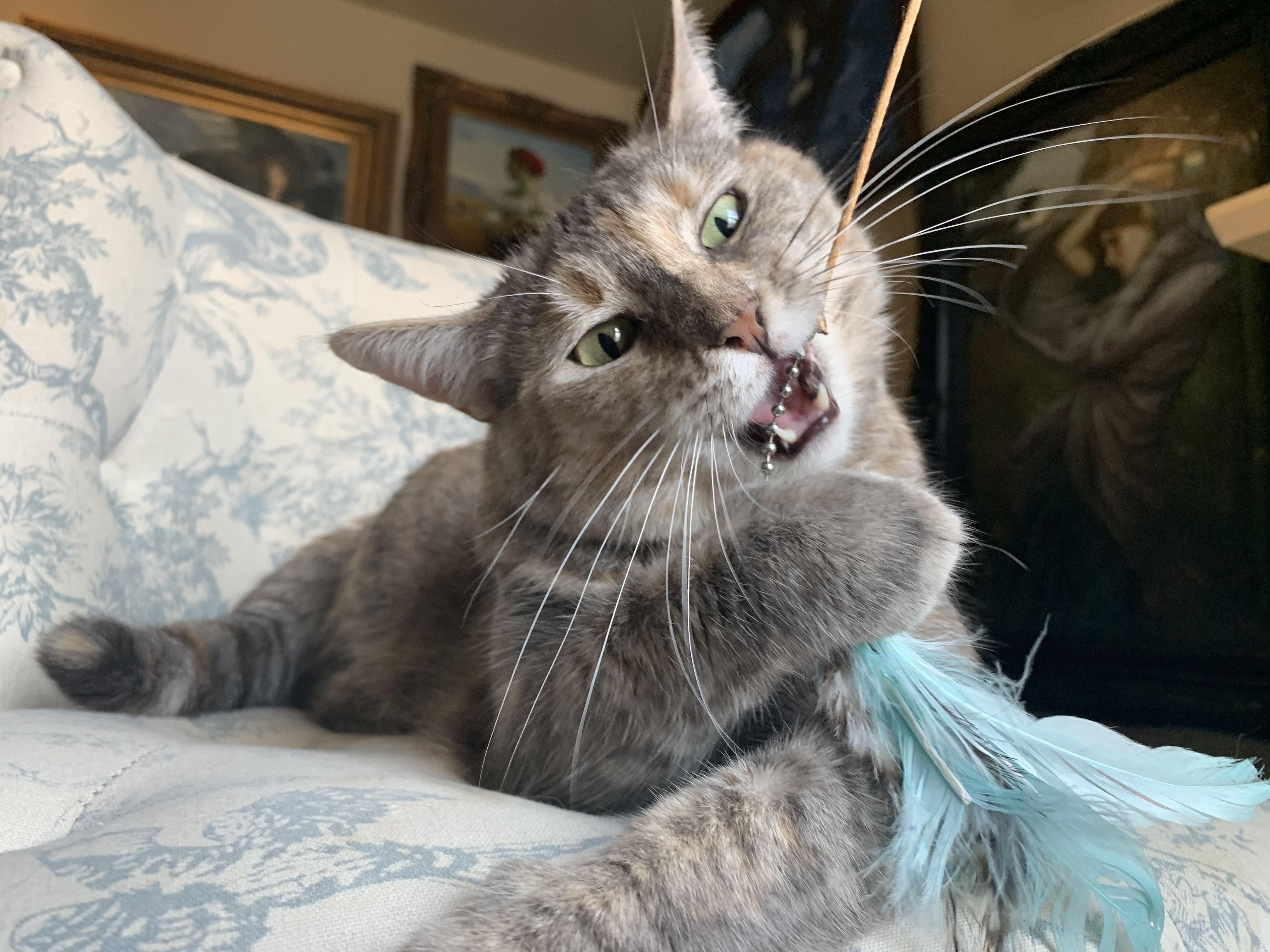 Enlarge Sweet Baby Maple, a Adopted Dilute Calico in North Little Rock, AR image 6/6