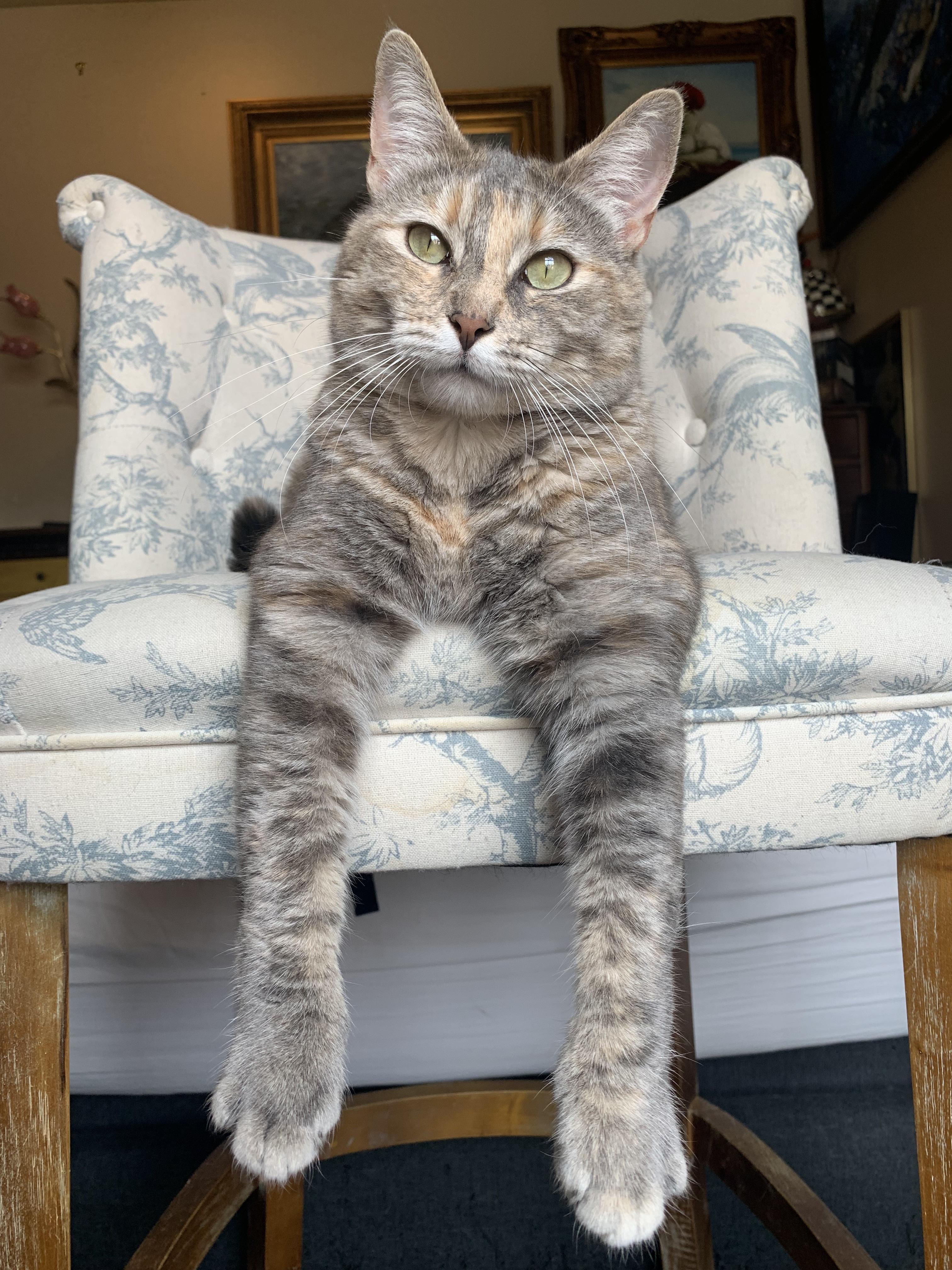 Enlarge Sweet Baby Maple, a Adopted Dilute Calico in North Little Rock, AR image 2/6
