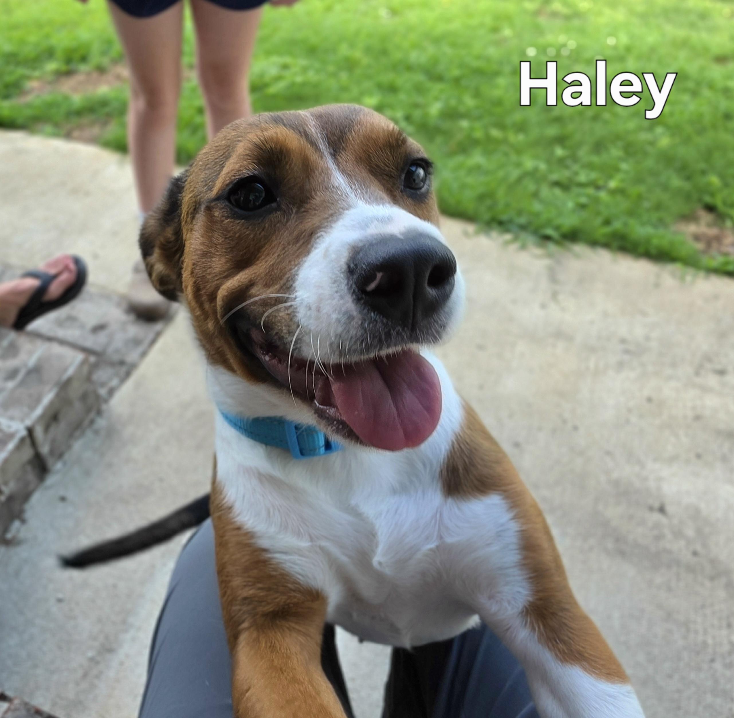 Enlarge Haley, a ADOPTABLE mixed breed in Medfield, MA image 4/6
