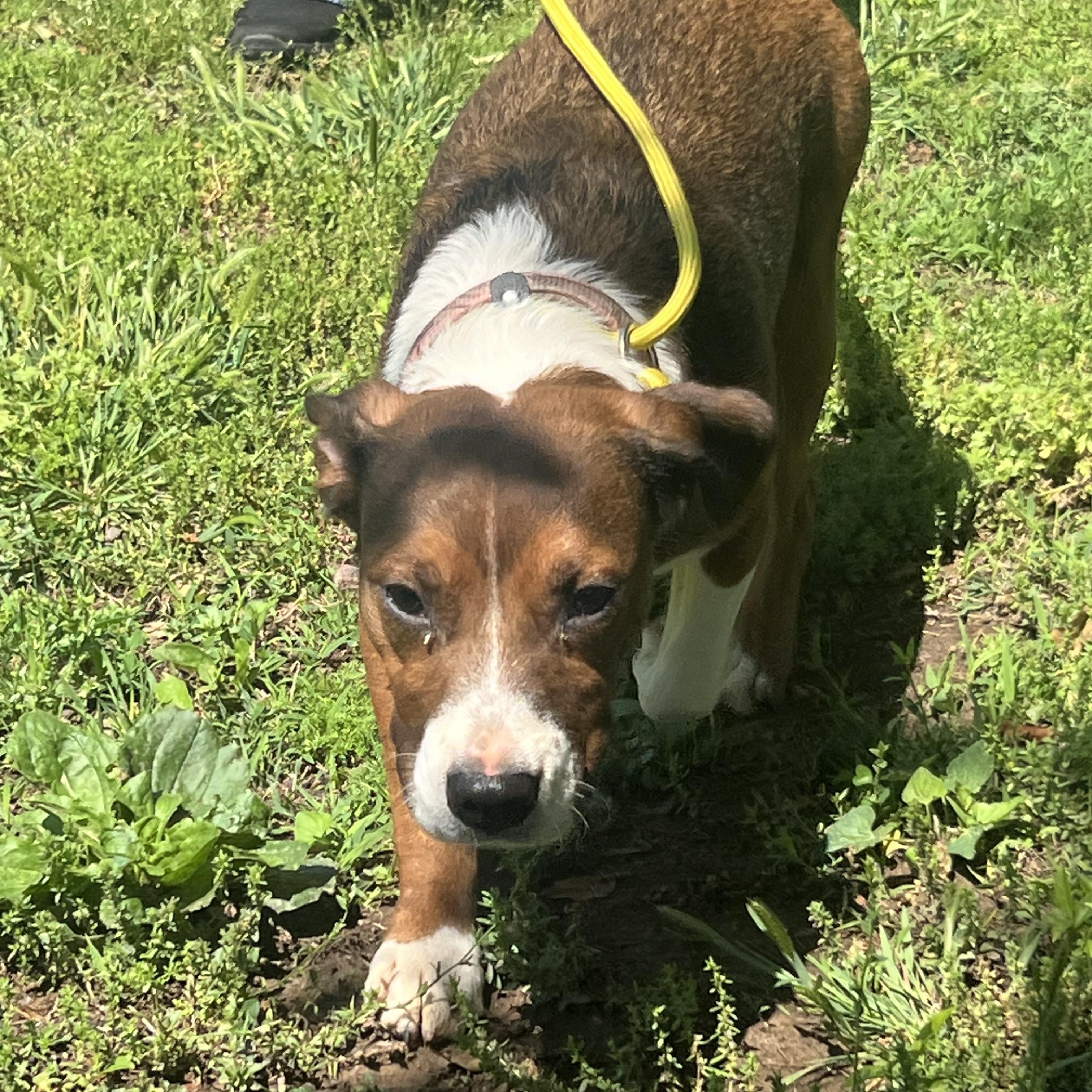 Enlarge Haley, a ADOPTABLE mixed breed in Medfield, MA image 6/6