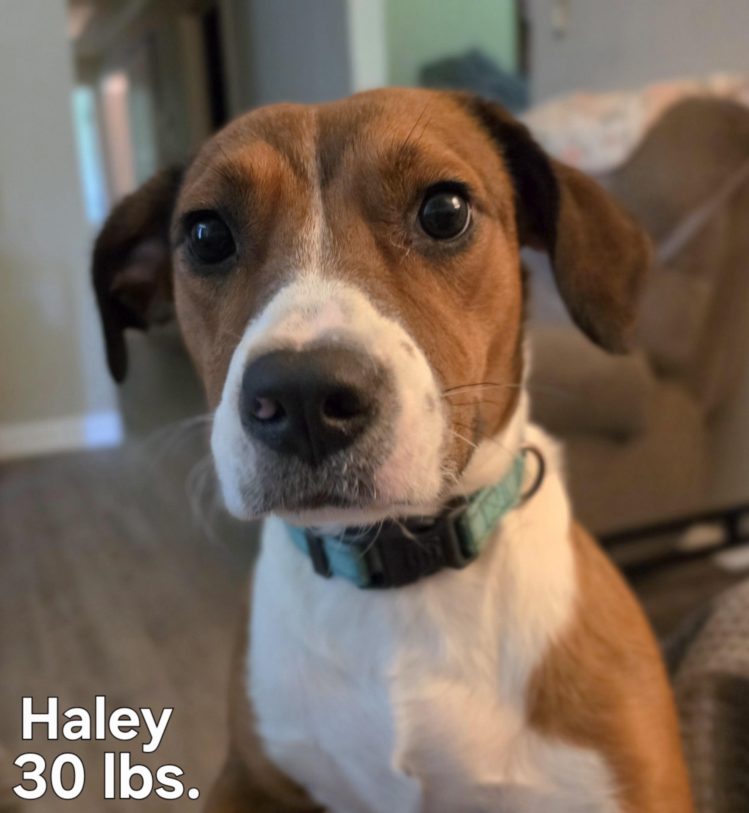Haley, ADOPTABLE, Young Female Beagle & Mixed Breed.