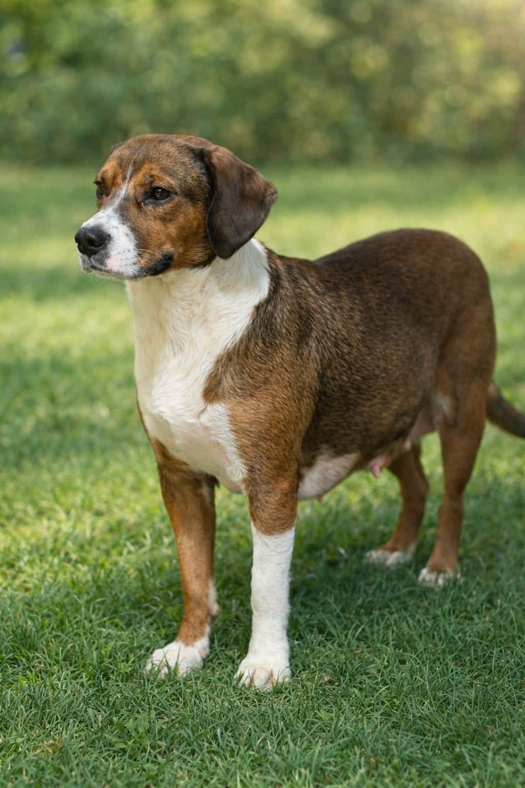 Enlarge Haley, a ADOPTABLE mixed breed in Medfield, MA image 3/6