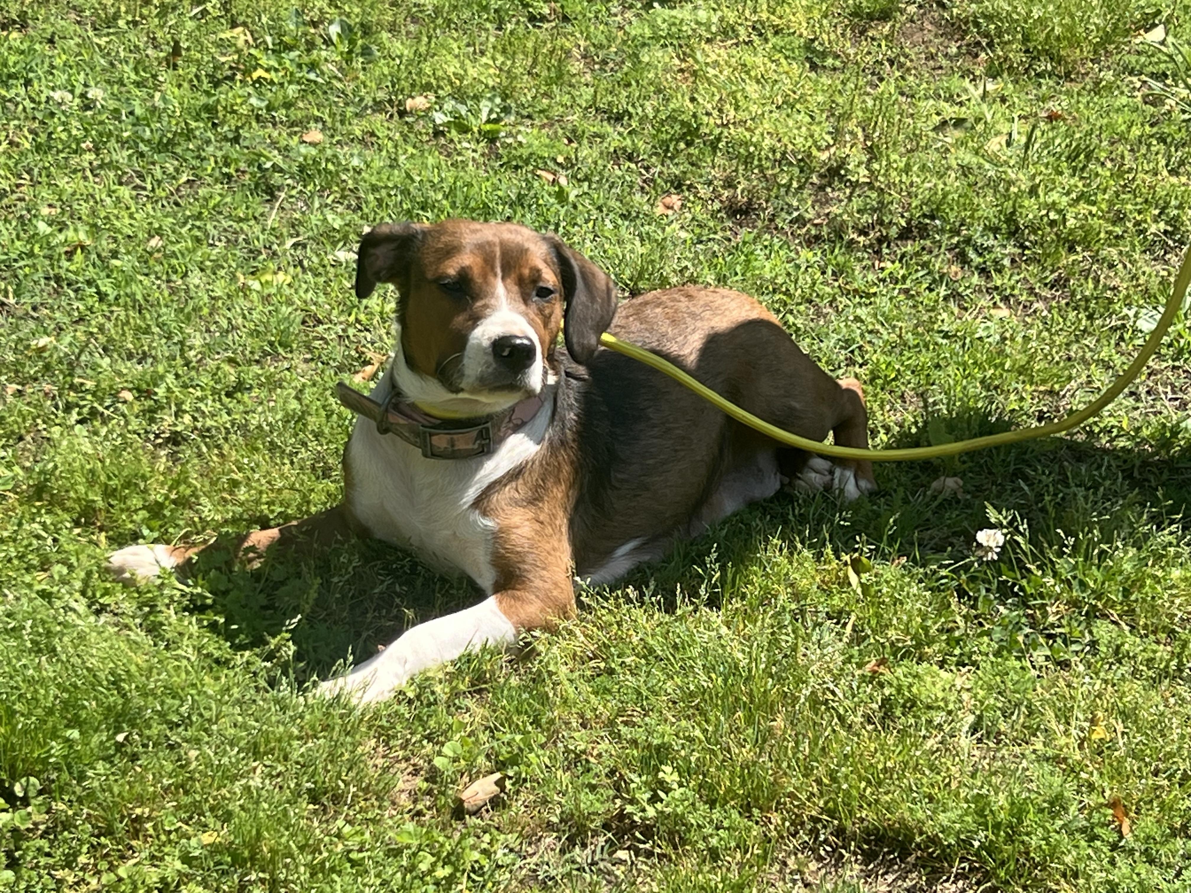 Enlarge Haley, a ADOPTABLE mixed breed in Medfield, MA image 5/6