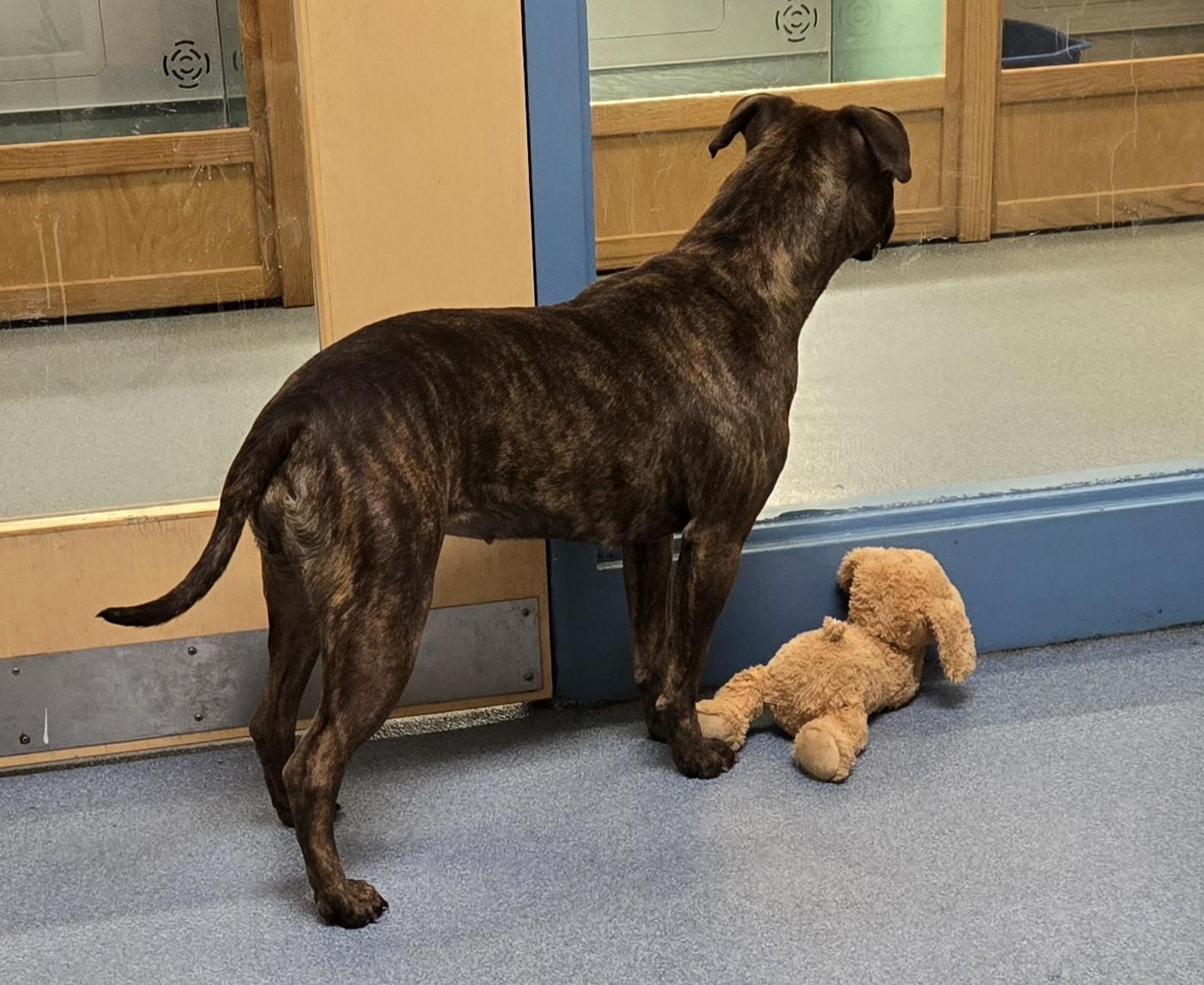 Enlarge Reese, a ADOPTABLE mixed breed in Suffolk, VA image 3/3