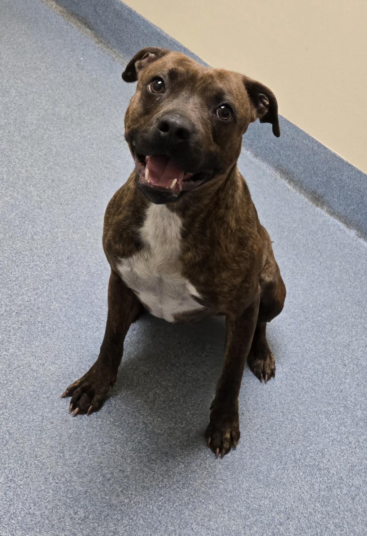 Reese, ADOPTABLE, Young Female Pit Bull Terrier.