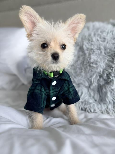 Martini , ADOPTABLE, Puppy Male Terrier.