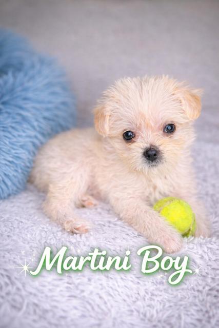 Enlarge Martini , a ADOPTABLE mixed breed in Kirkland , WA image 6/6