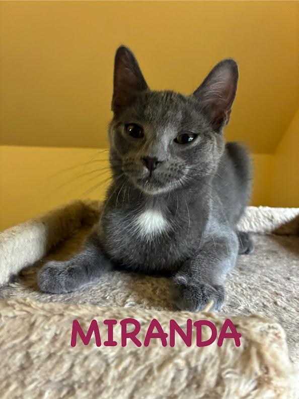 Miranda, Adoptable, Kitten Female Domestic Short Hair.