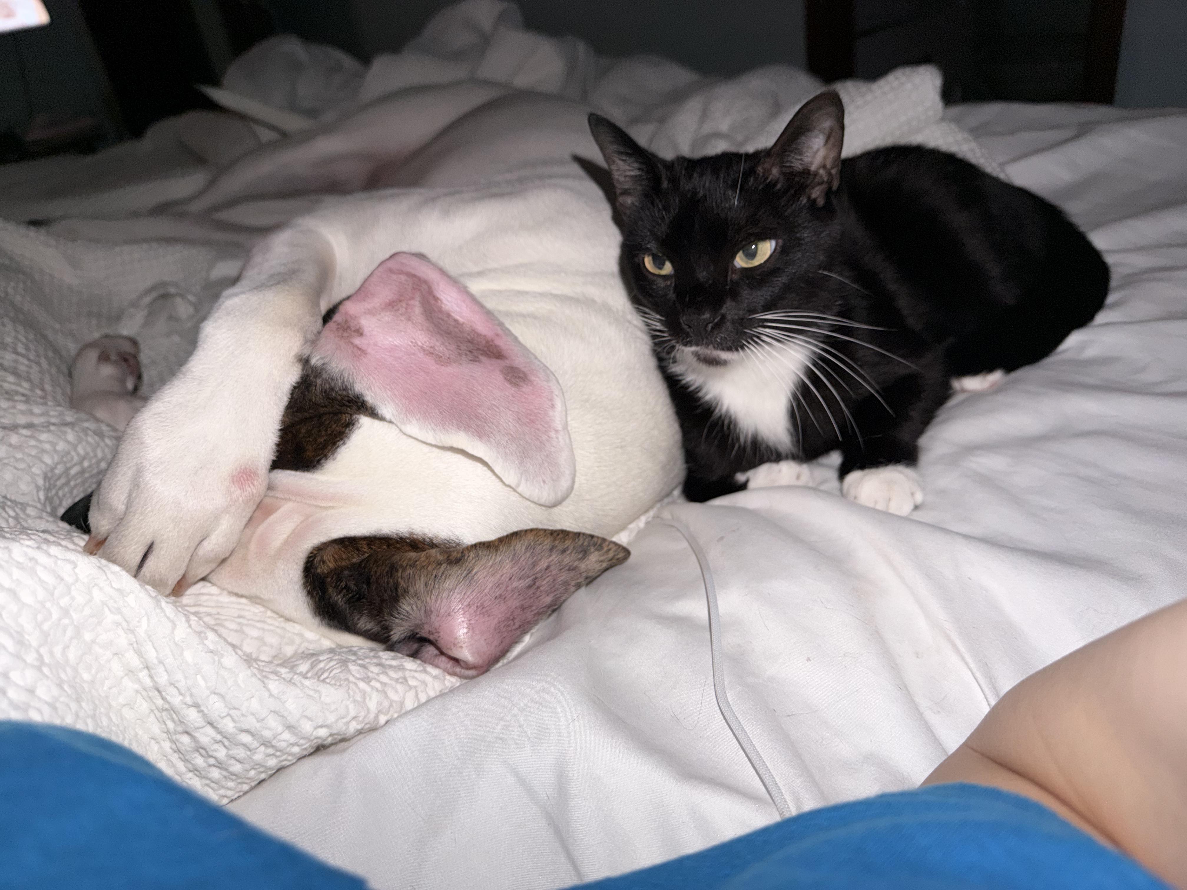 Enlarge Goatee, a Adoptable Tuxedo in Chickasaw, AL image 4/6