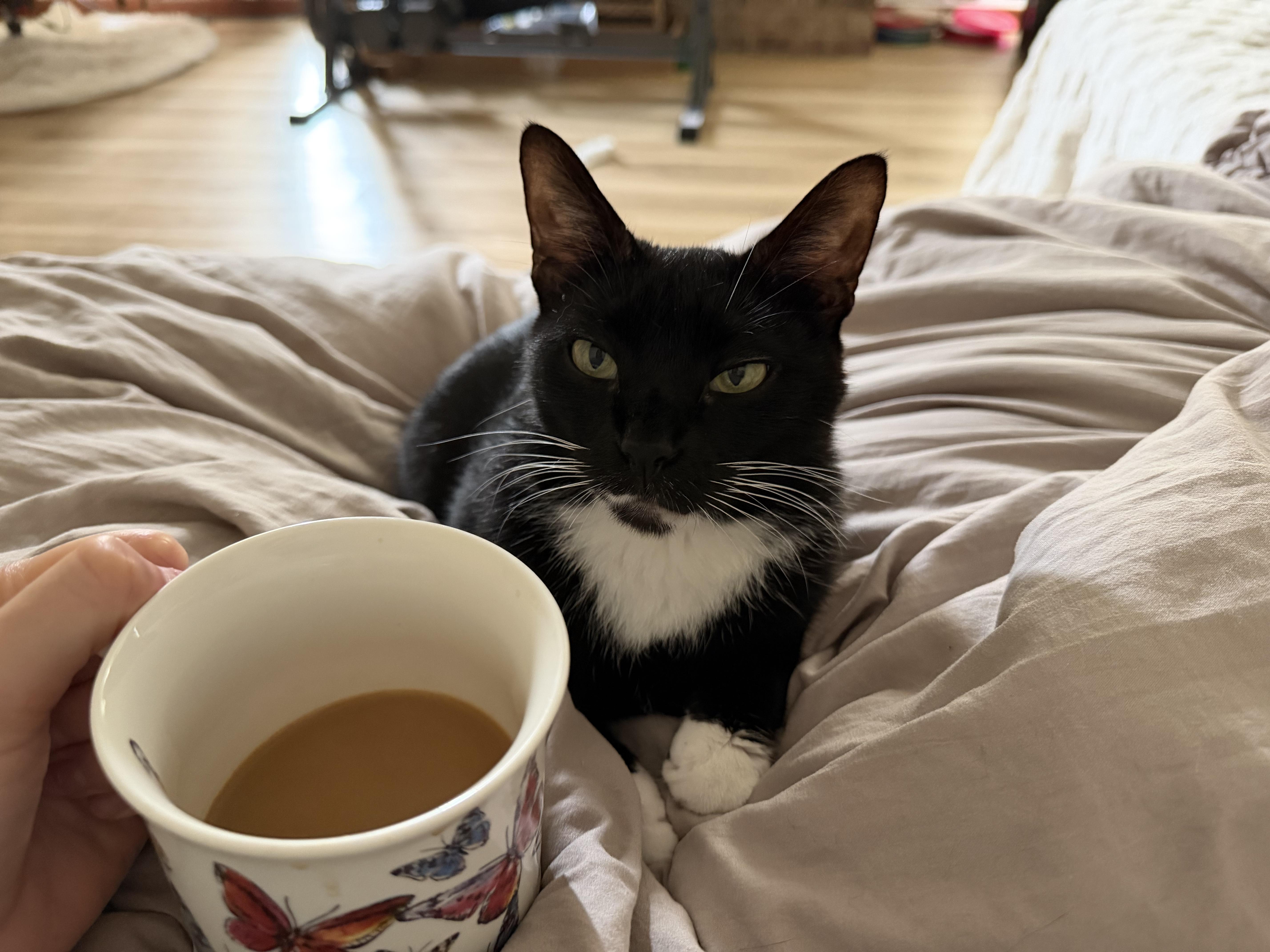 Enlarge Goatee, a Adoptable Tuxedo in Chickasaw, AL image 3/6