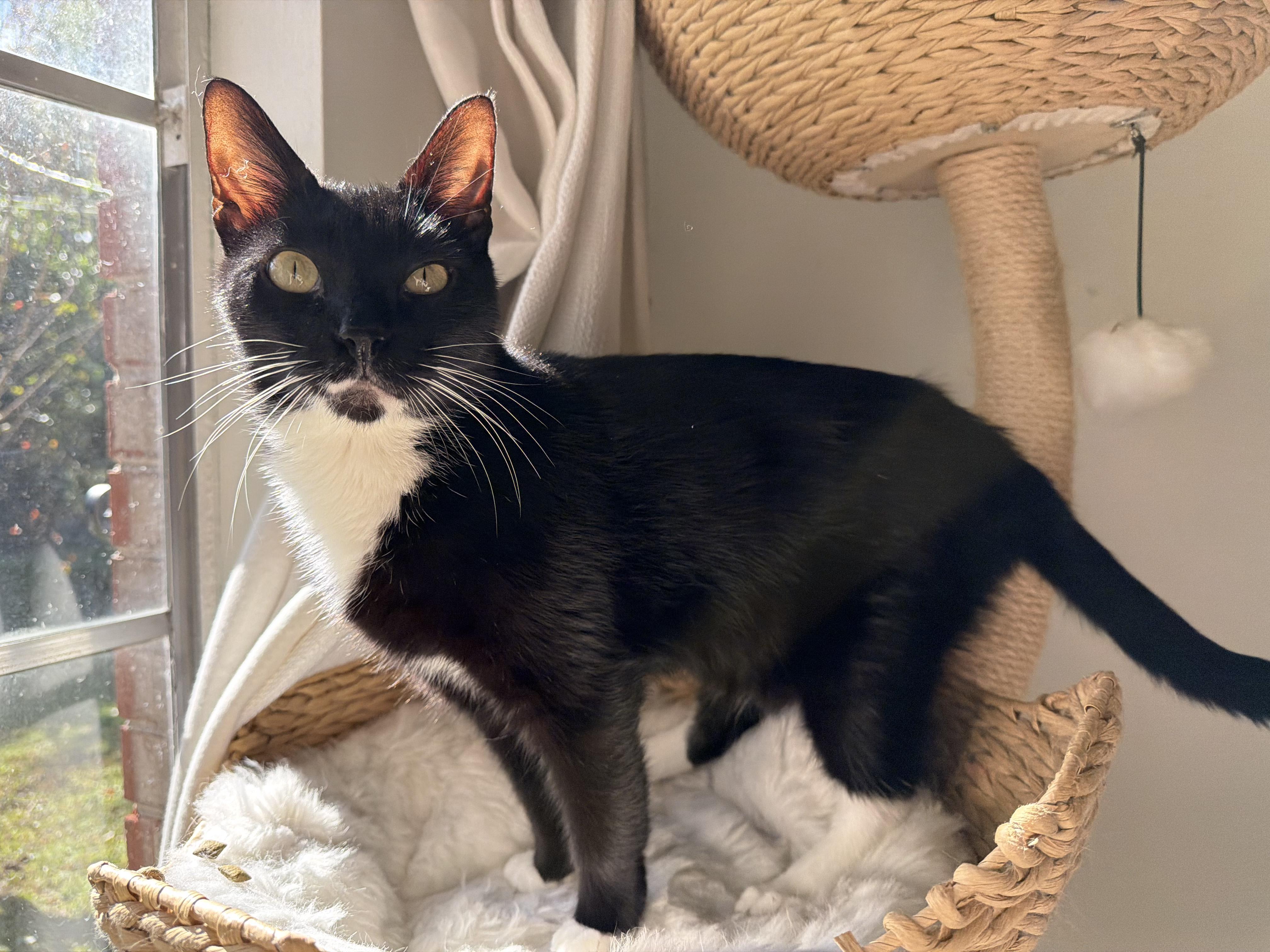 Enlarge Goatee, a Adoptable Tuxedo in Chickasaw, AL image 5/5