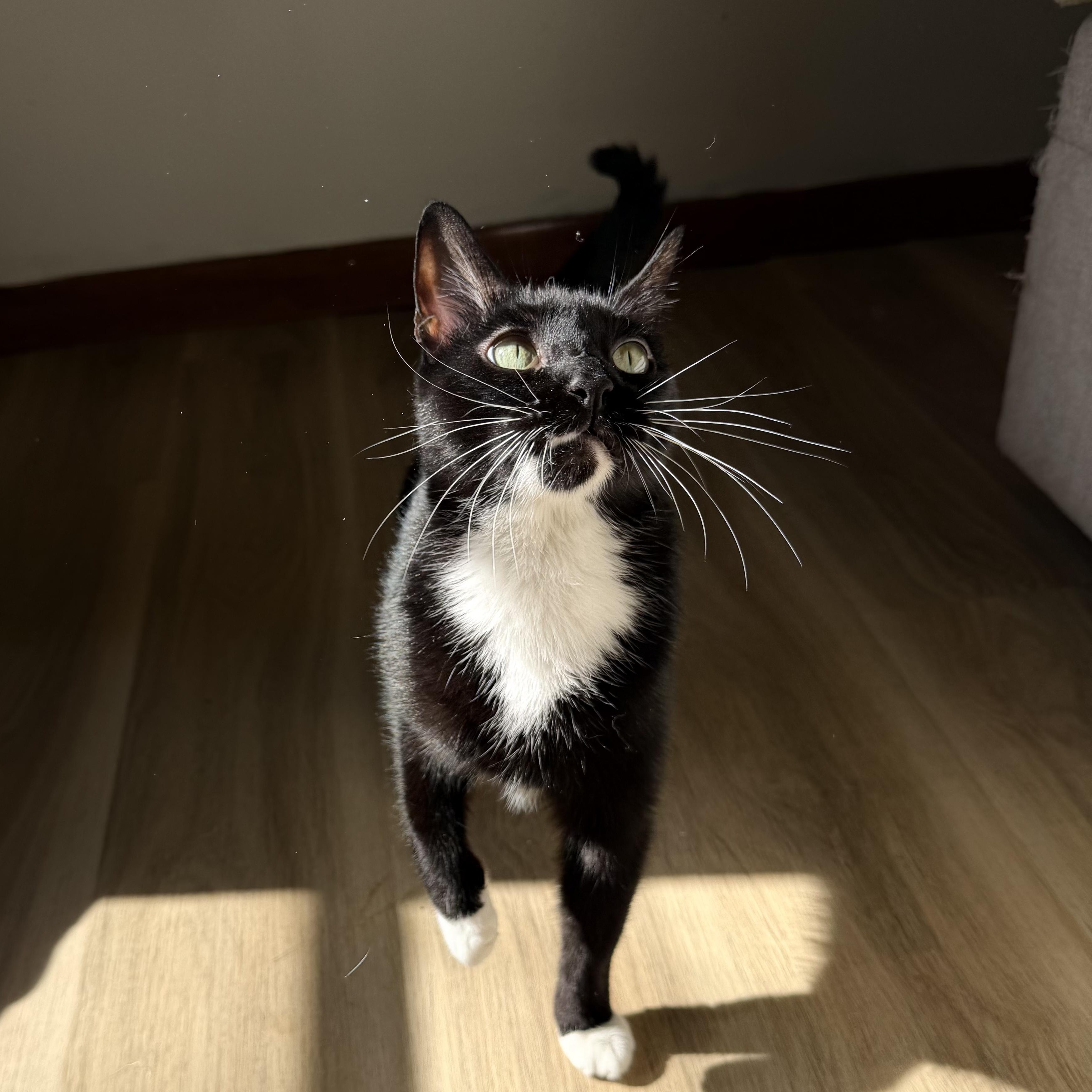 Enlarge Goatee, a Adoptable Tuxedo in Chickasaw, AL image 1/5