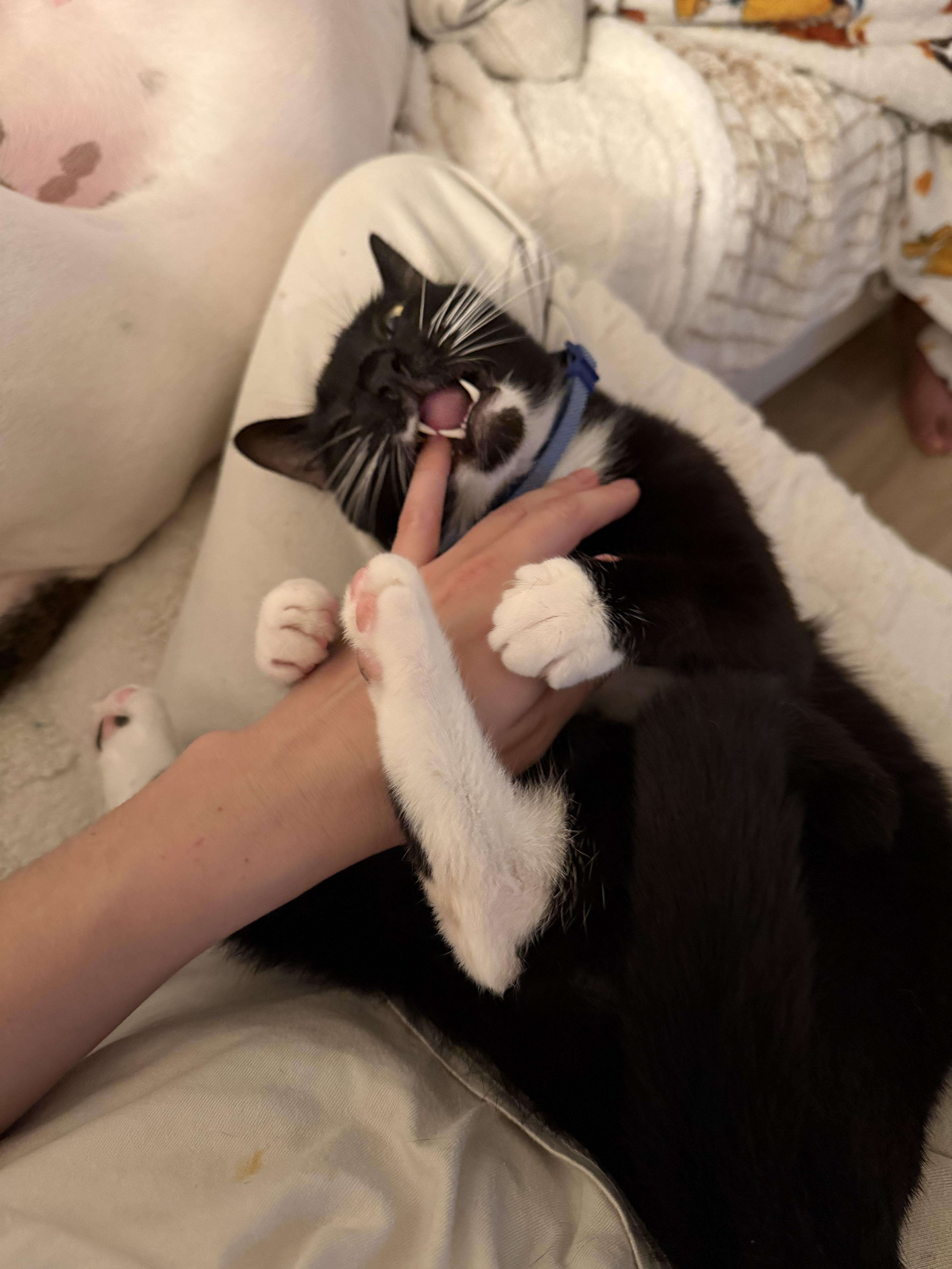 Enlarge Goatee, a Adoptable Tuxedo in Chickasaw, AL image 5/6