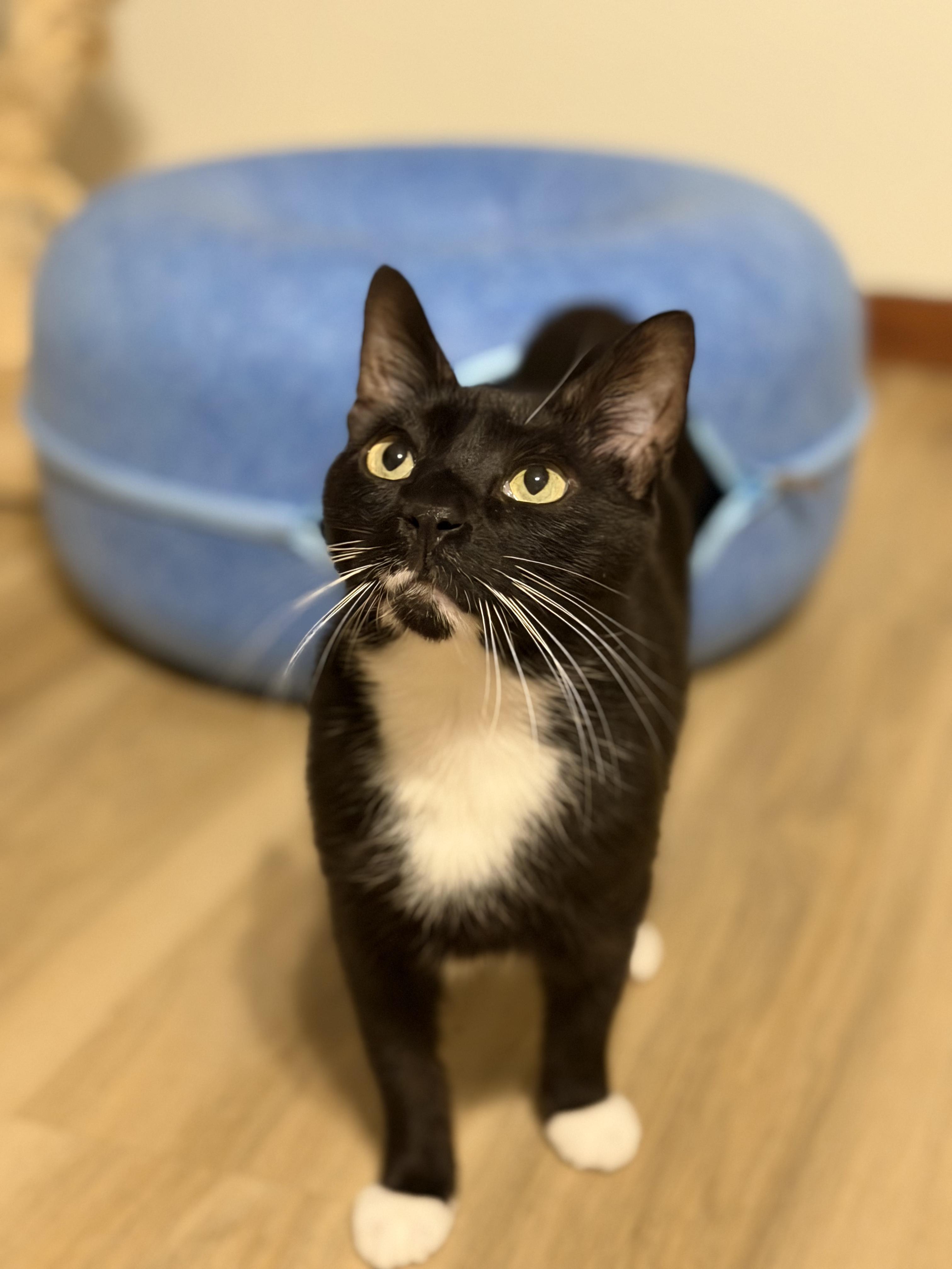 Enlarge Goatee, a Adoptable Tuxedo in Chickasaw, AL image 2/6