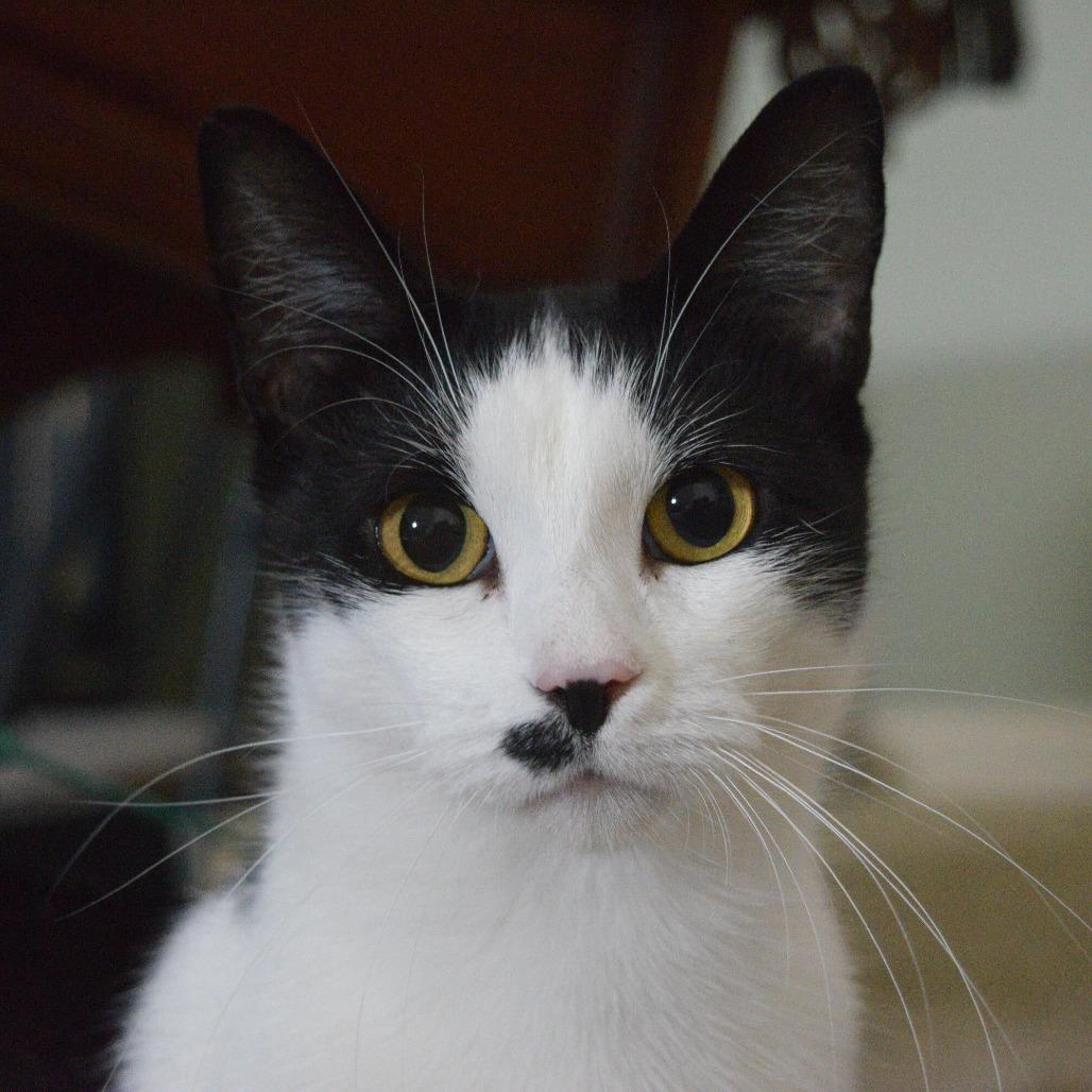 Anna, Adoptable, Adult Female Domestic Short Hair.