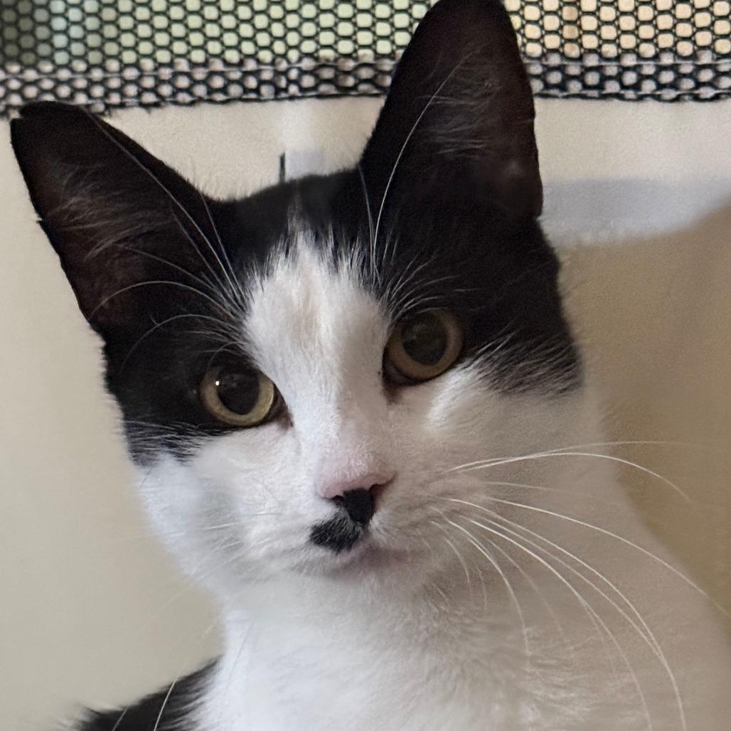 Enlarge Anna, a Adoptable Domestic Short Hair in Evansville, IN image 2/5